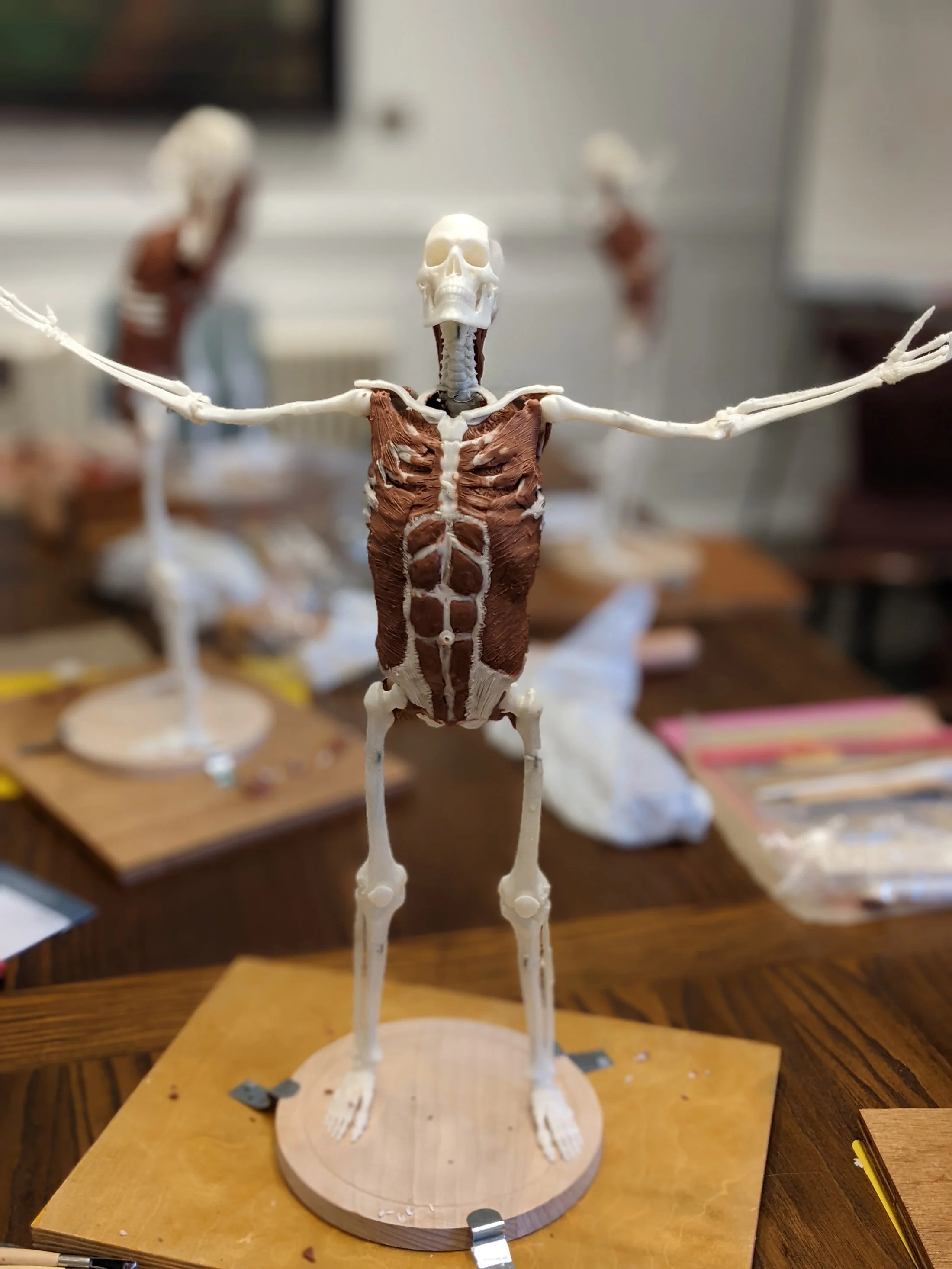 Image of the full model half built. Surgical Sculpture – Whole Body Musculoskeletal Course