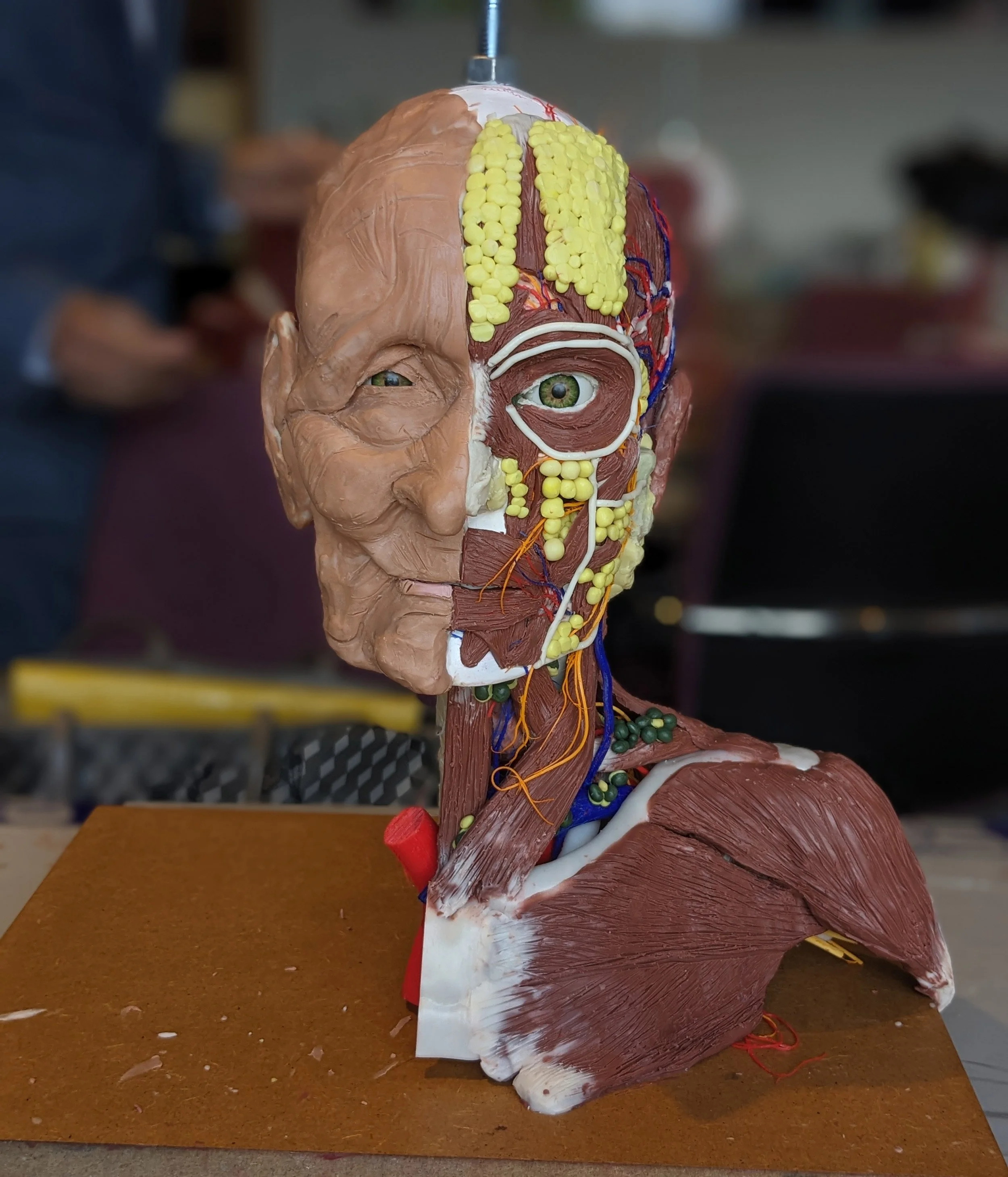 Image of the model. Surgical Sculpture – Head and Neck Course