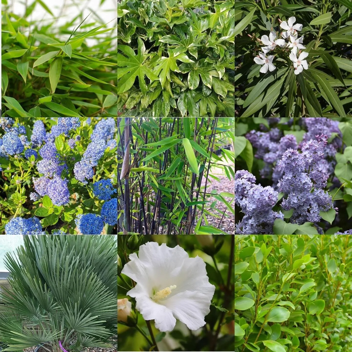 Blue-silver themed planting with a Japanese-mediterranean twist, featuring: bamboo, cherry, ceanothus, fan palm, new zealand privet