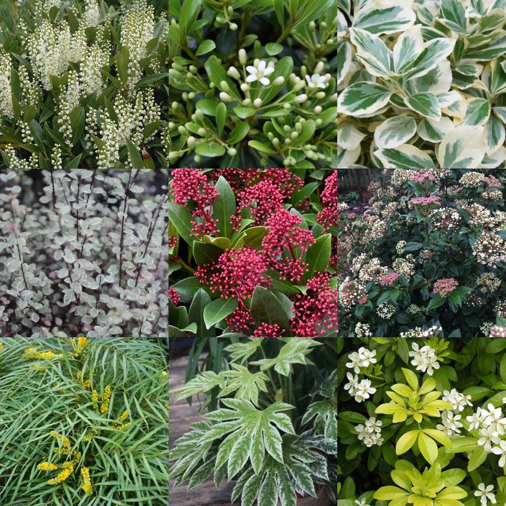 Plants with purpose: the best shrubs, trees and perennials for dry shade