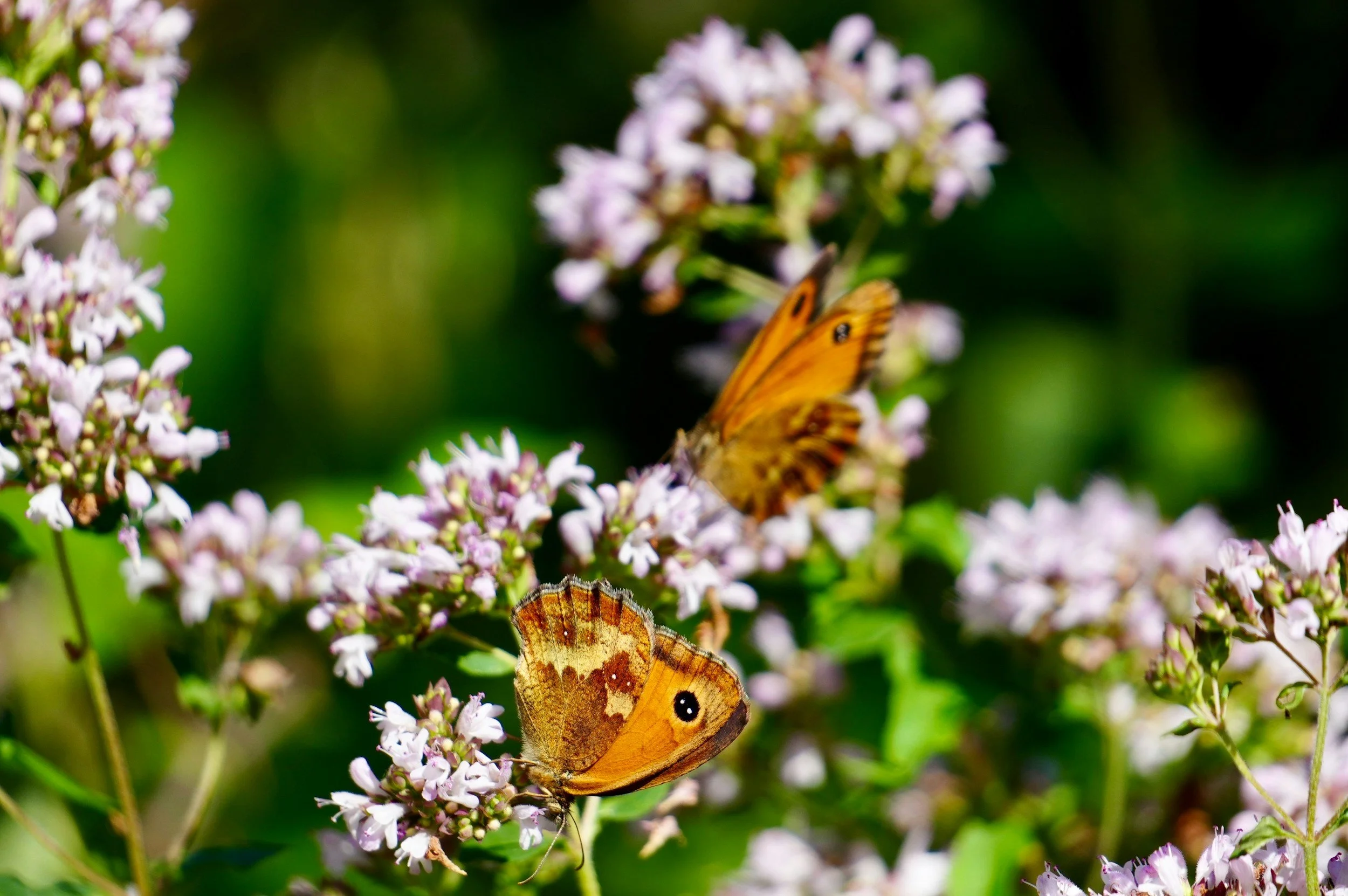 Considerations for a beautiful border redesign