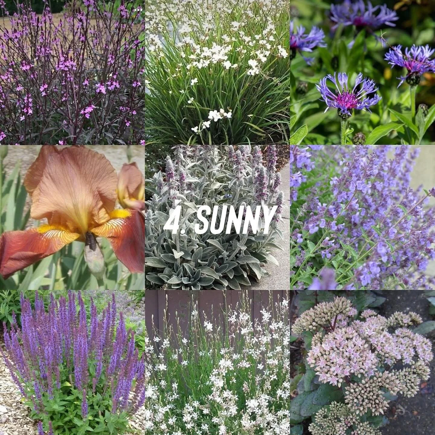 Sunny border planting for a dry garden, featuring burnt orange, purple and soft pink: verbena, libertia grandiflora, centurea, bearded iris, lambs ear, nepeta, salvia, gaura, sedum