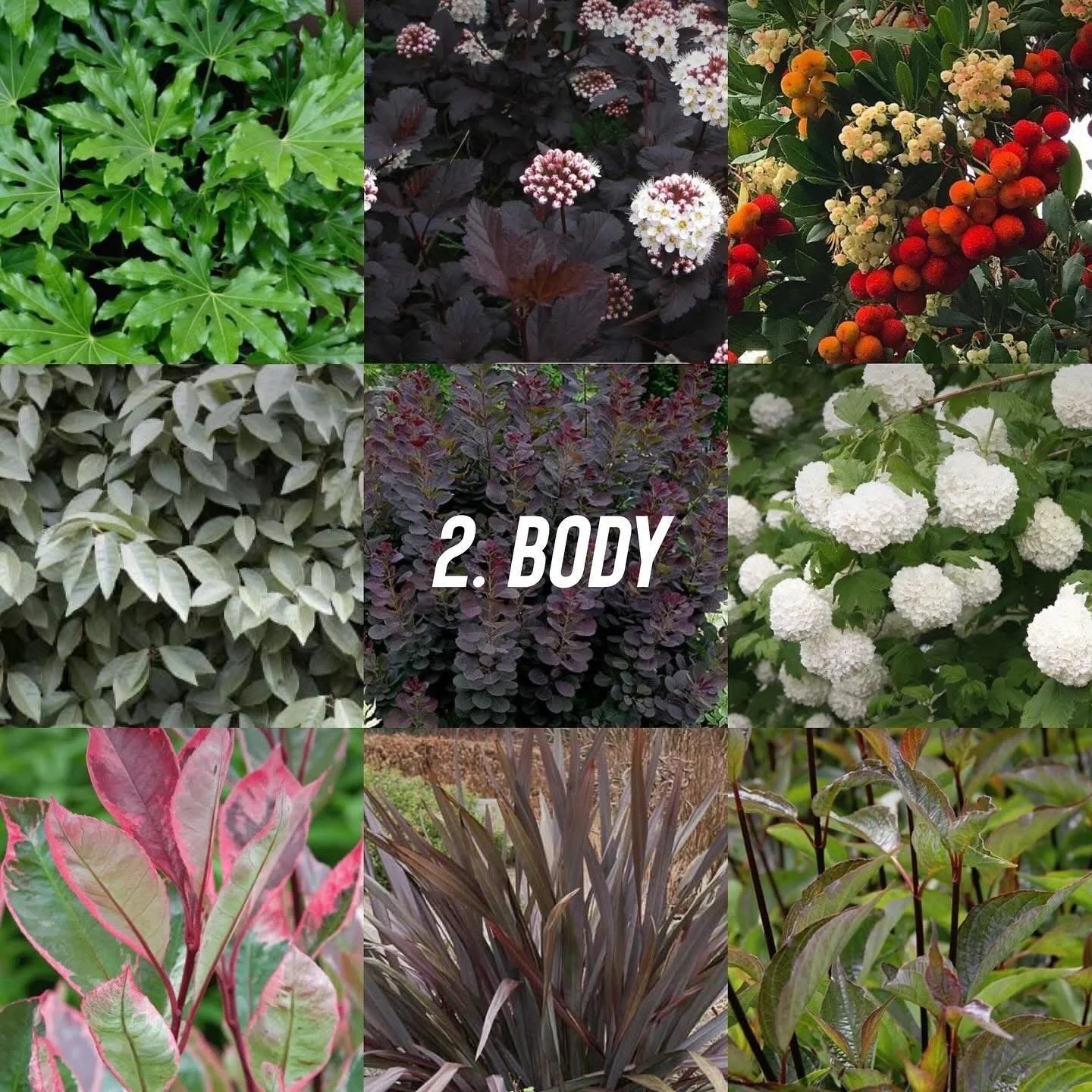 Border planting for body and depth, featuring colourful foliage from fatsia, physocarpus, arbutus, elaeagnus, cotinus, viburnum, photinia, phormium