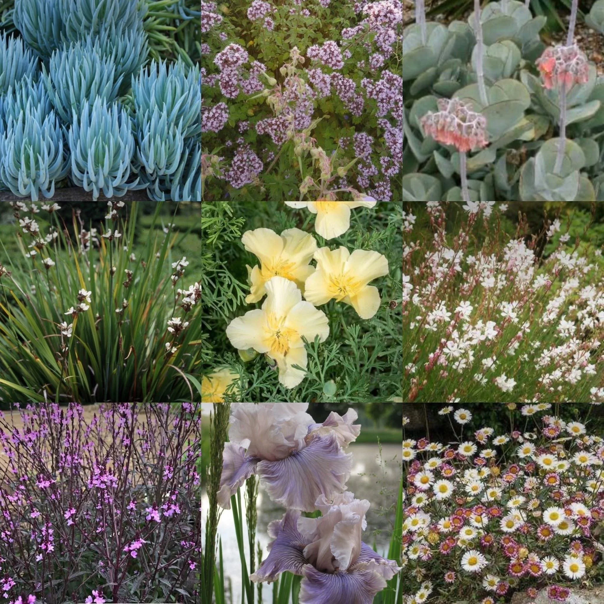 Dry garden planting of succulents, sedum, oregano, libertia grandiflora, iris, gaura, verbena, erigeron