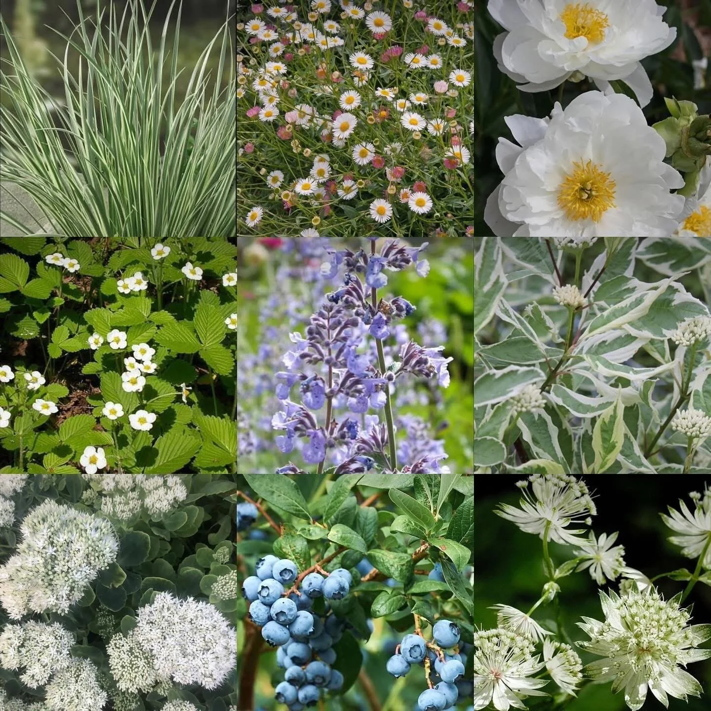 Naturalistic planting for birds, featuring subtle coloured blooms and delicate leaves: wild strawberry, astilbe, blueberry, cornus sibirica, camassia, anemonie, erigeron, stipa, libertia grandiflora