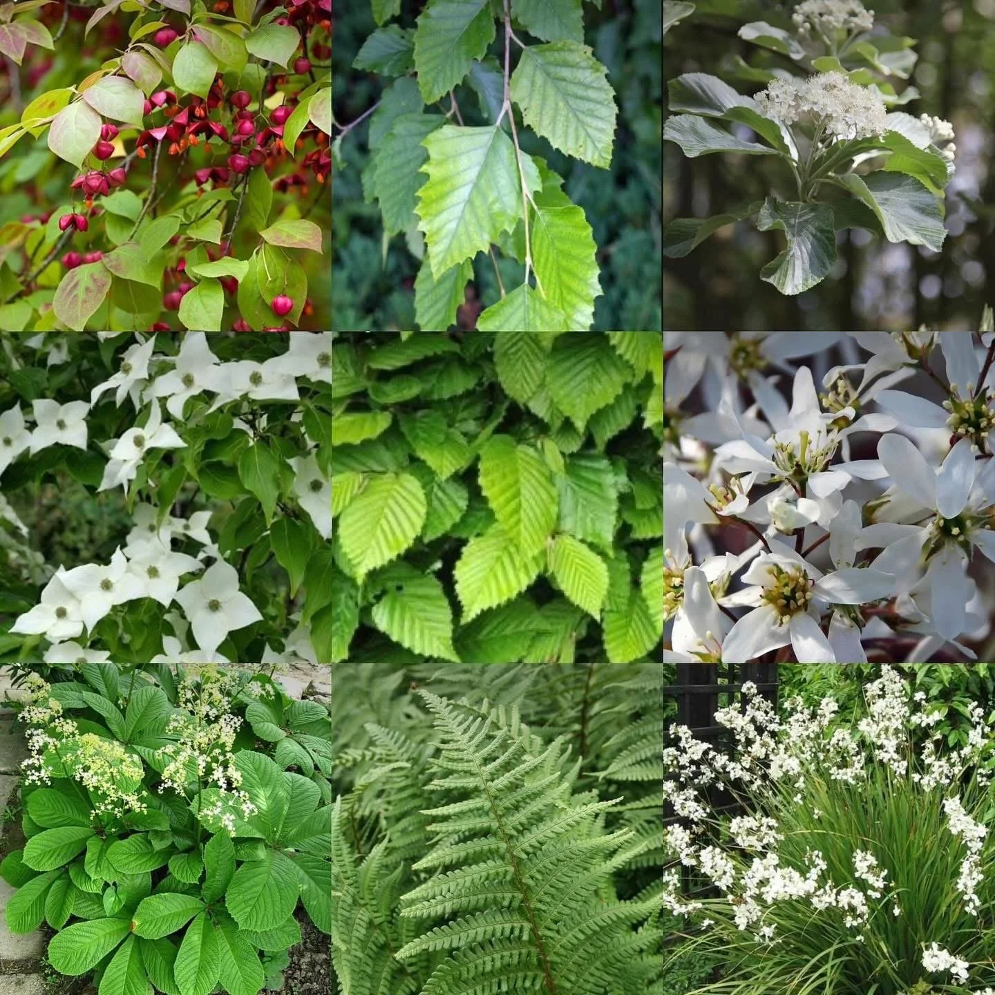 Shady garden planting with structure: hornbeam, silver birch, amelanchier, cornus, fern, libertia grandiflora, whitebeam, rodgersia, cercis