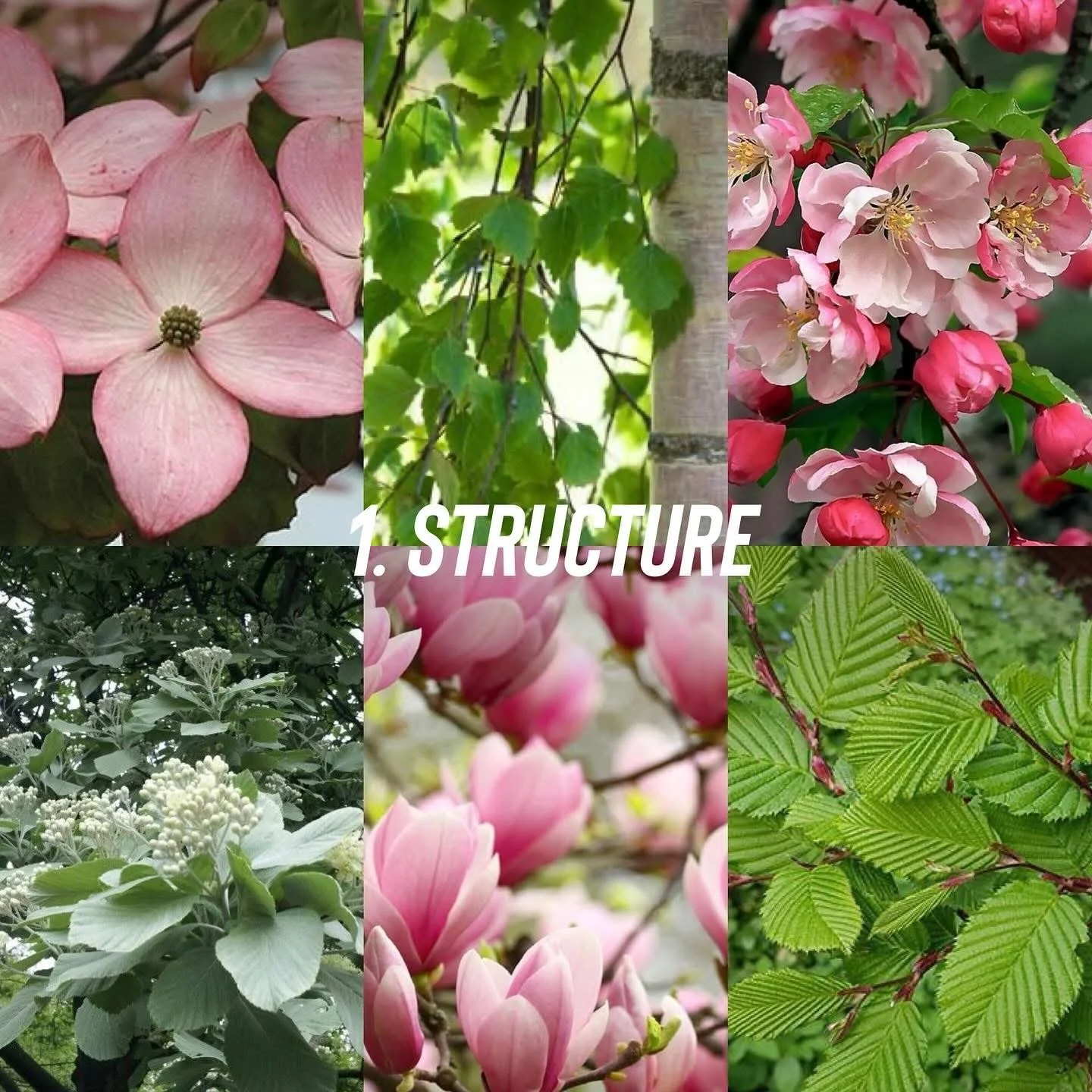 Structure planting for a full sun border, featuring pinks and purples: cornus kousa, silver birch, crab apple, whitebeam, magnolia, hornbeam
