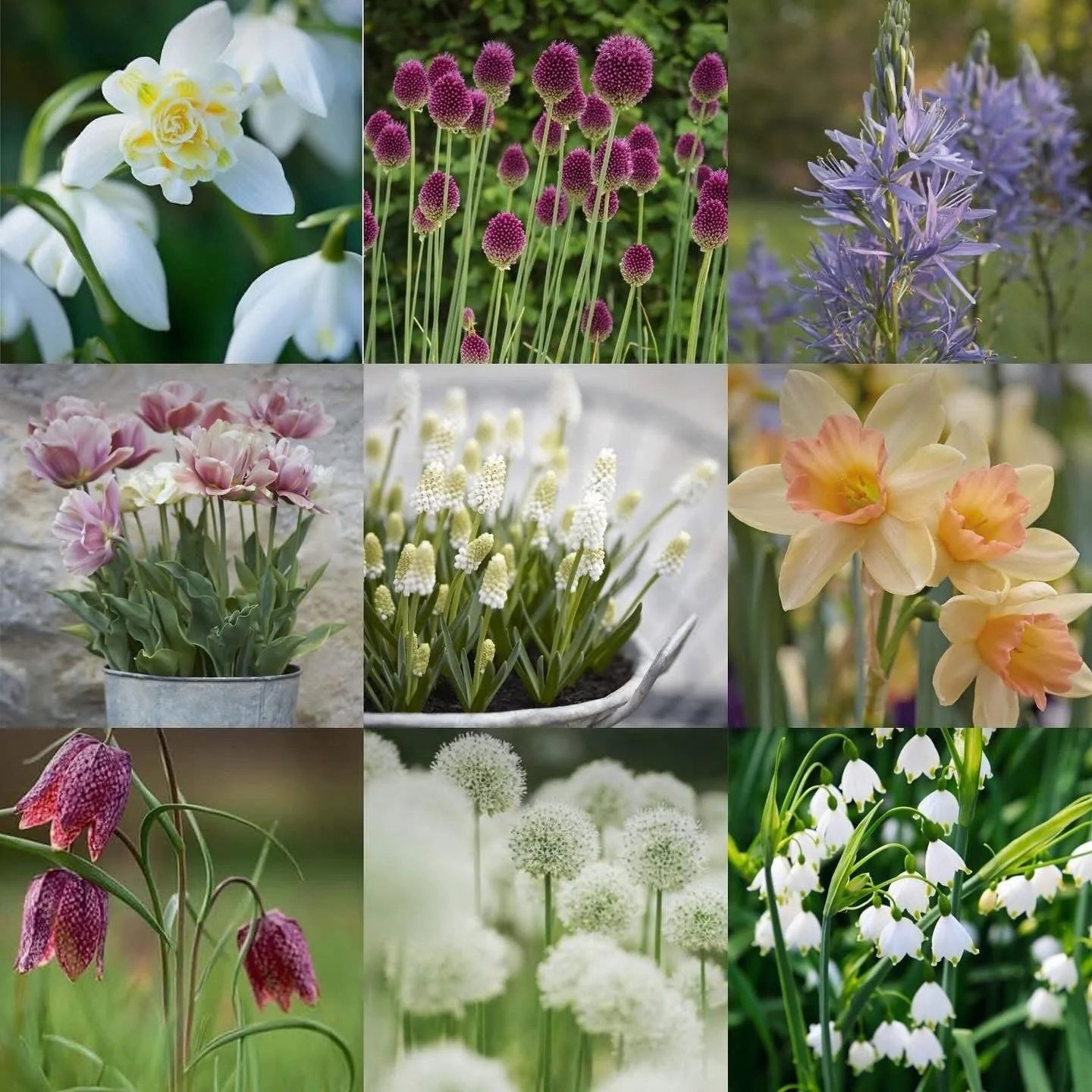 Bulb planting mood board, with: snowdrop, allium, camassia, fritillary, narcissus, grape hyacinth, tulip