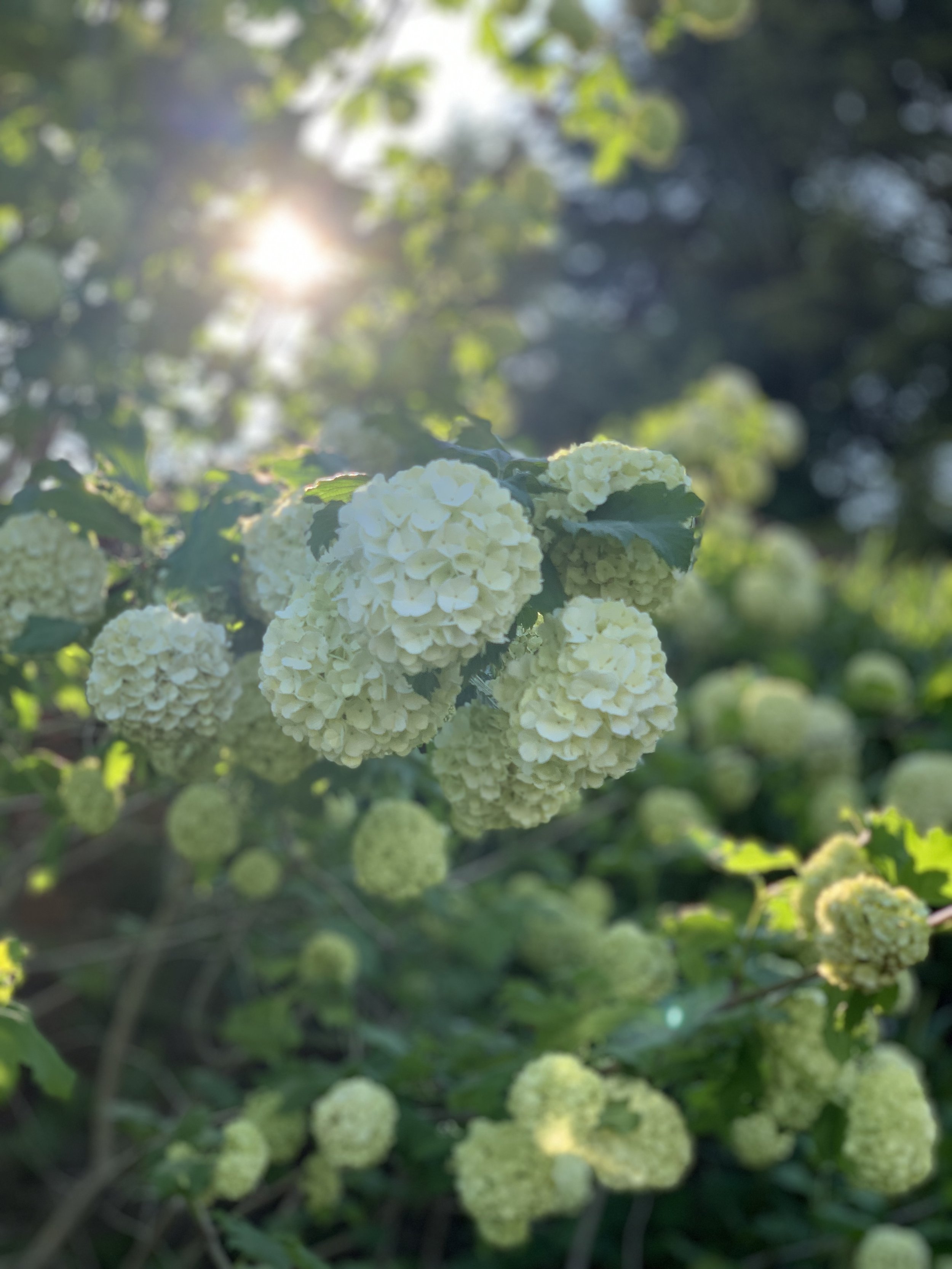 IMG_6343.jpeg