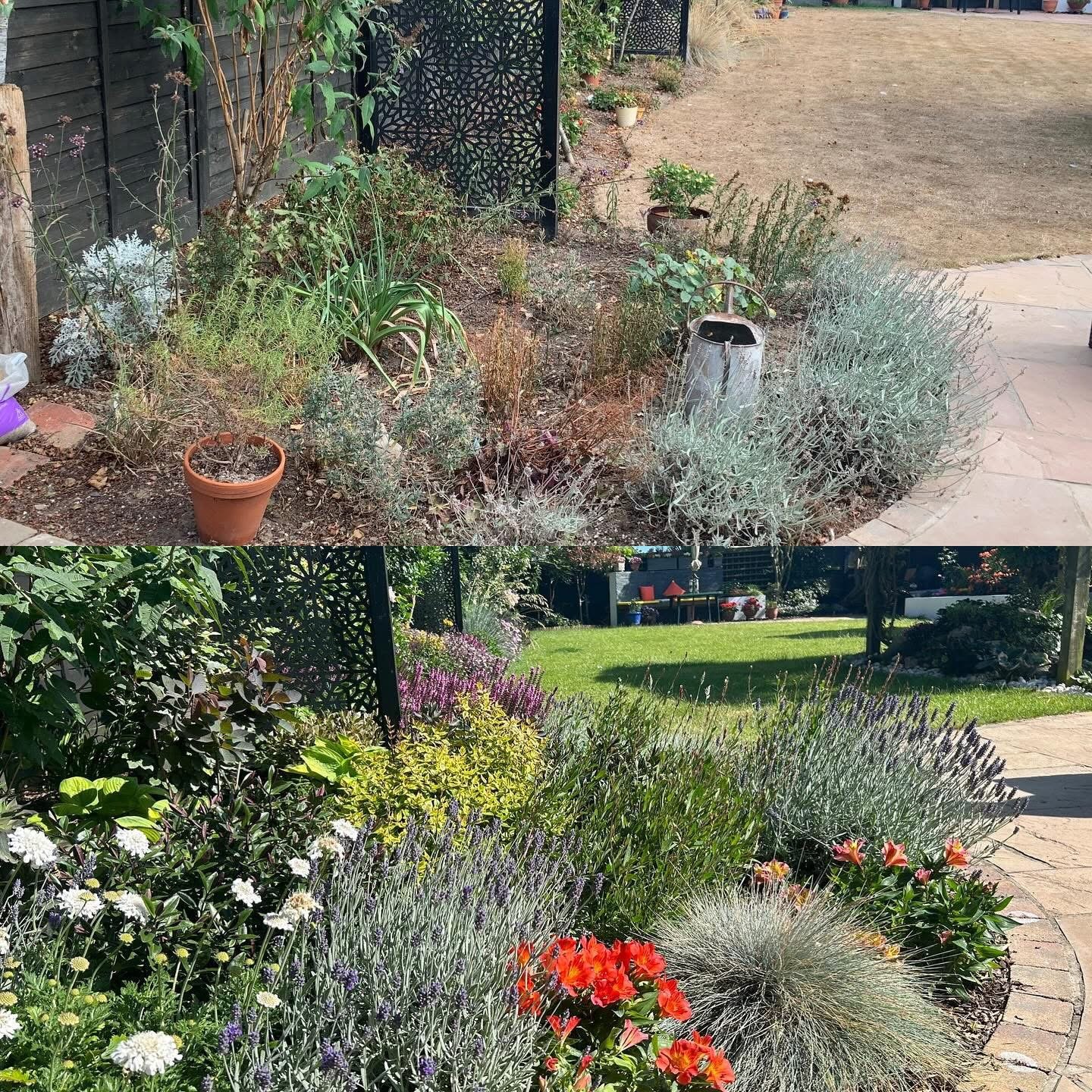 Border refresh with before and after images showing revitalised planting and plenty of colour