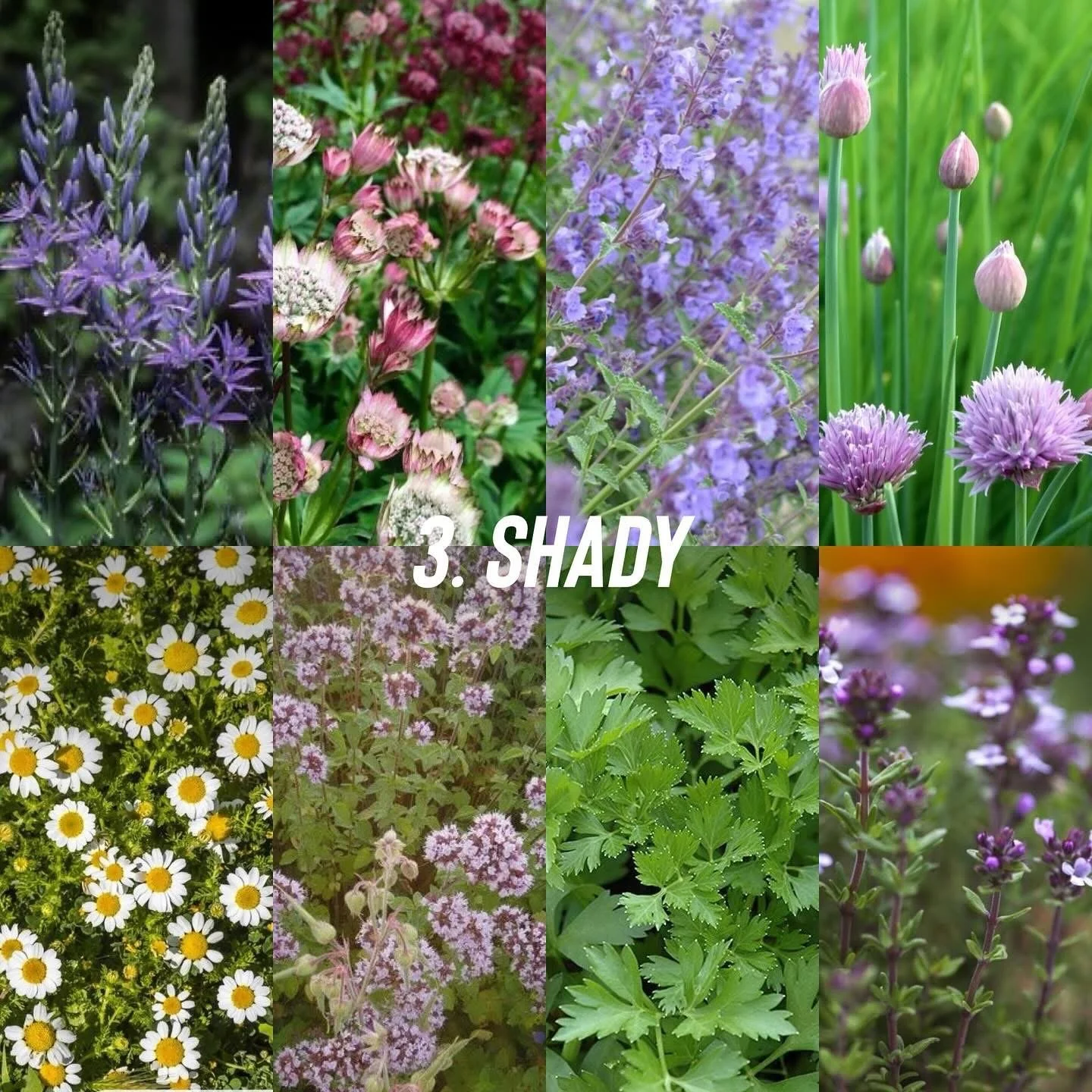 Shady plant selection for tortoise friendly planting: oregano, chive, camassia, astilbe, camomile, parsley, thyme