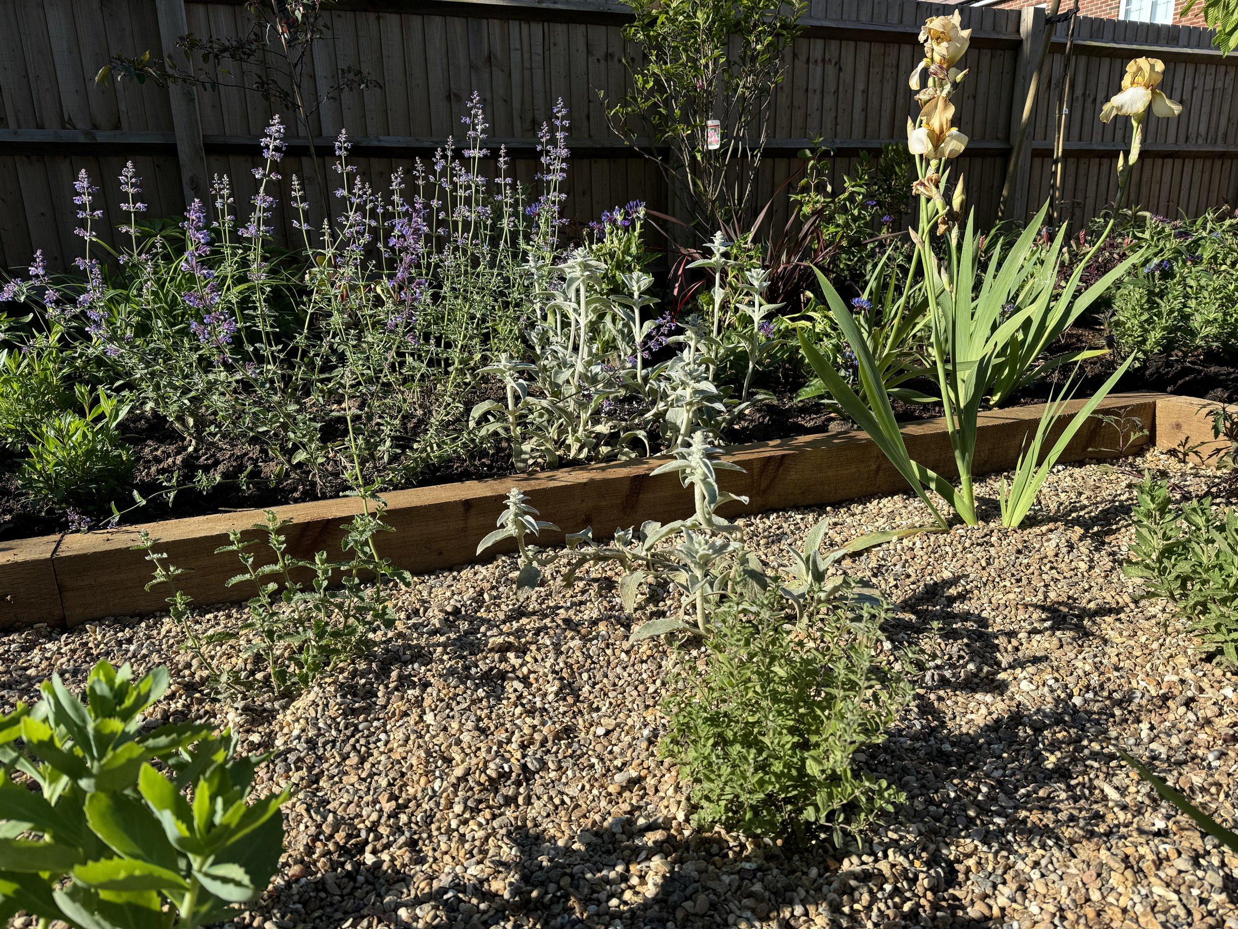 Dry garden planting