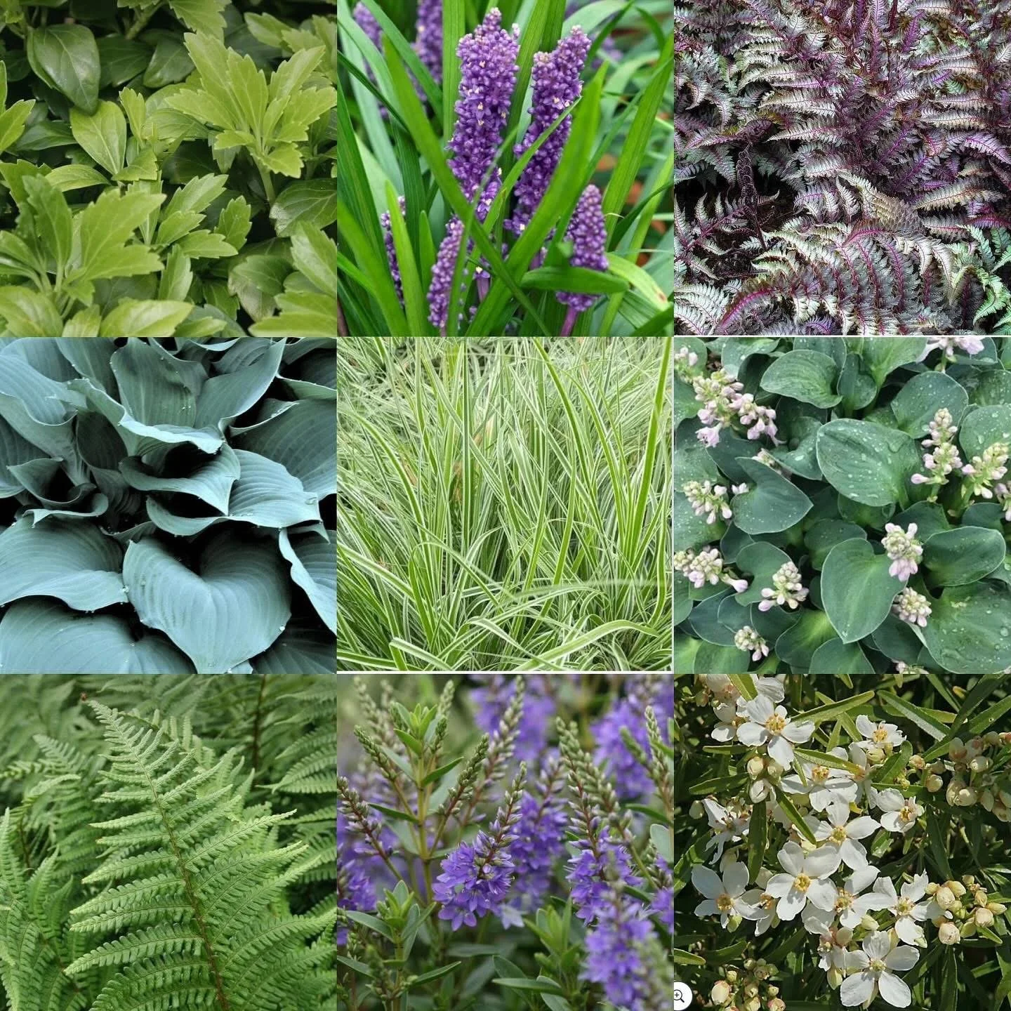 Shady planting with a silver-purple theme, featuring: japanese spurge, liriope muscari grass, fern, hosta, carex grass, nepeta, choisya