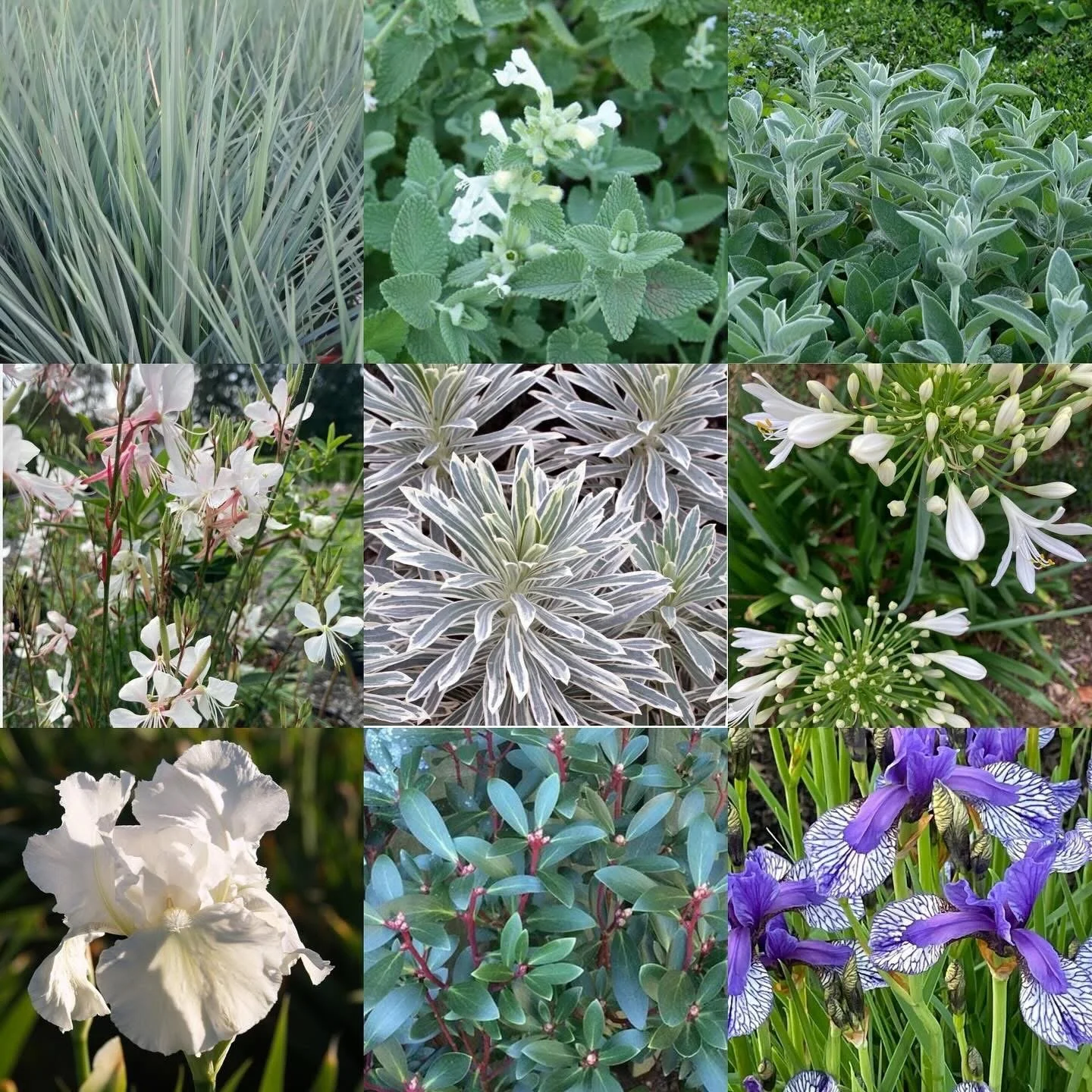 Blue themed full sun planting for the front of a border:gaura, euphorbia, agapanthus, iris, oleander, nepeta, grasses