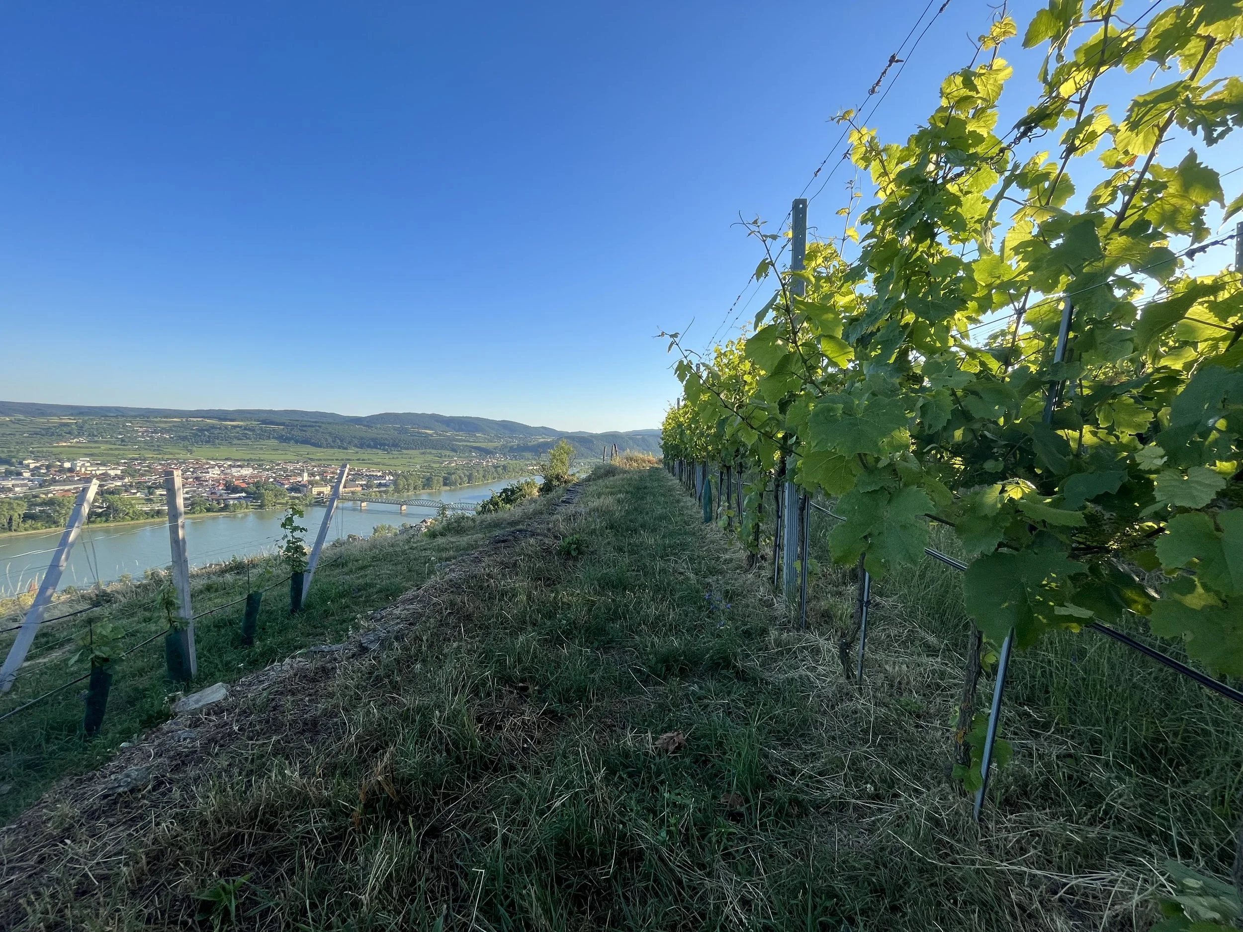 Reben auf einer Weinbergterrasse mit Blick auf eine Flussstadt und einen Fluss bei sonnigem Himmel.