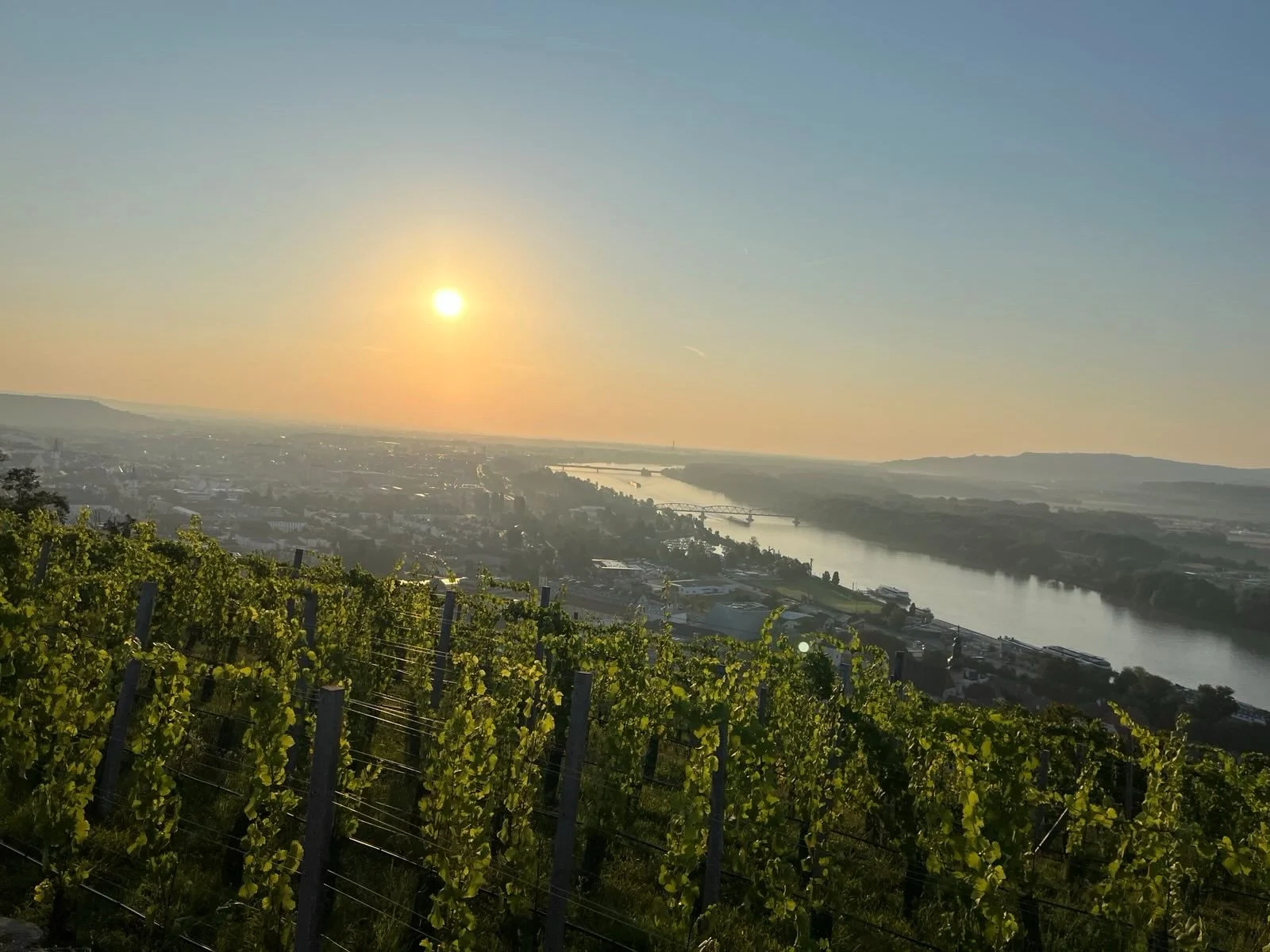 A Landschaft mit Weinreben im Vordergrund, einem Fluss in der Mitte und einem Sonnenuntergang am Himmel im Hintergrund.