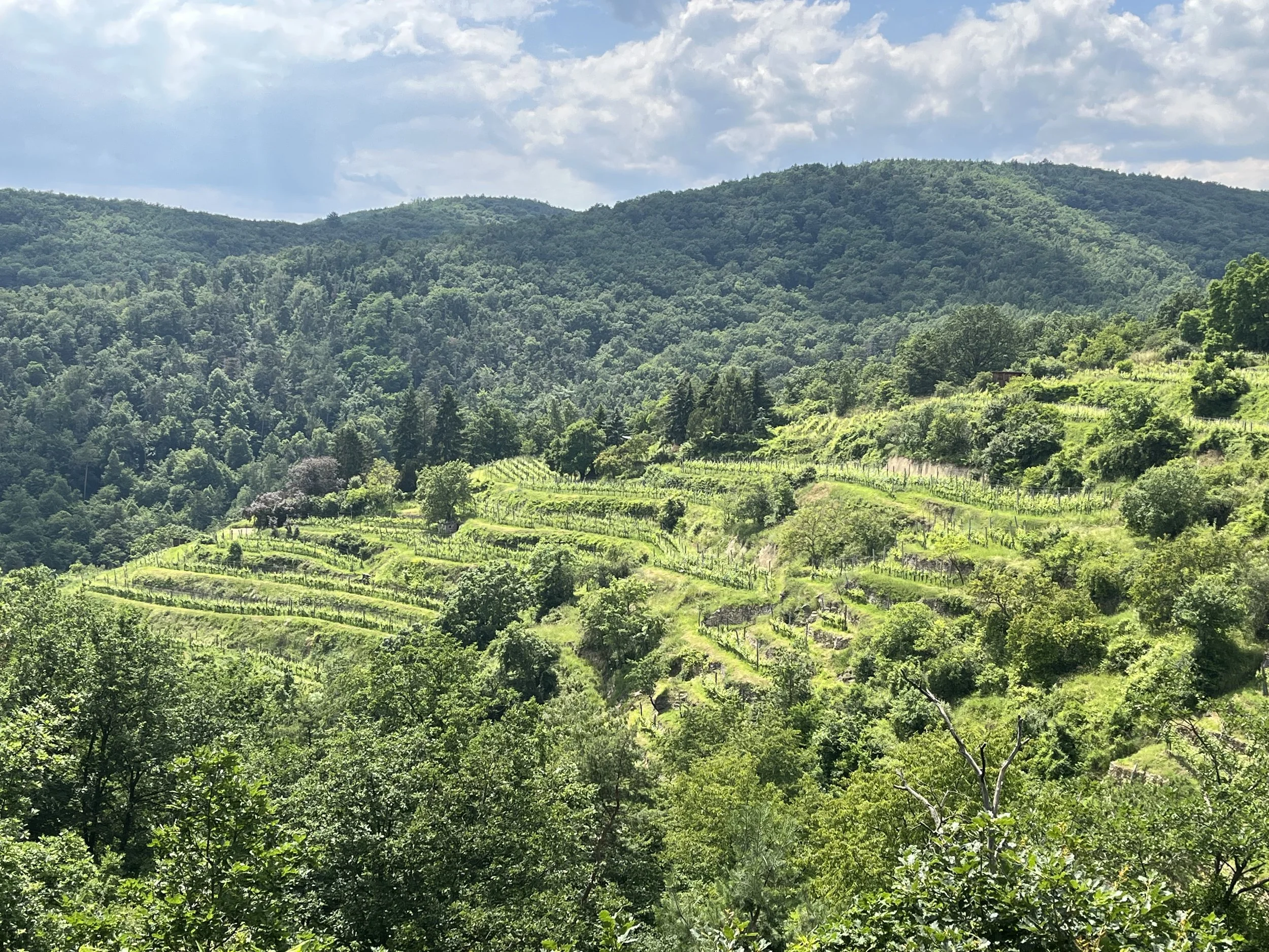 Grüner Hügel mit terrassierten Weinbergen, umgeben von Bäumen und Wäldern, unter einem bewölkten Himmel.