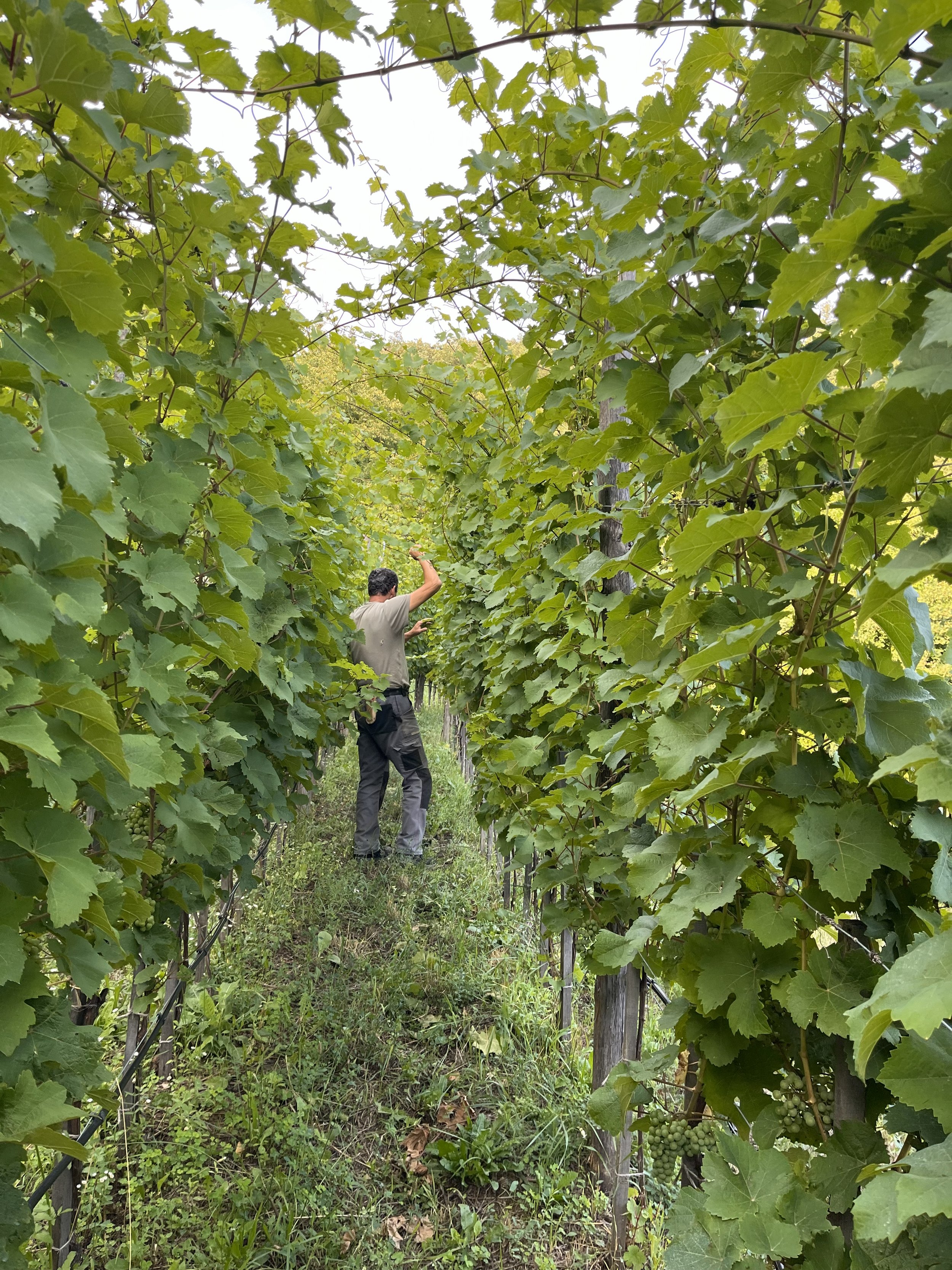 Ein Winzer untersucht Weinreben in einem Weingarten, um die Trauben zu pflegen.