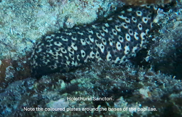 Echinoderms: Sea Cucumbers