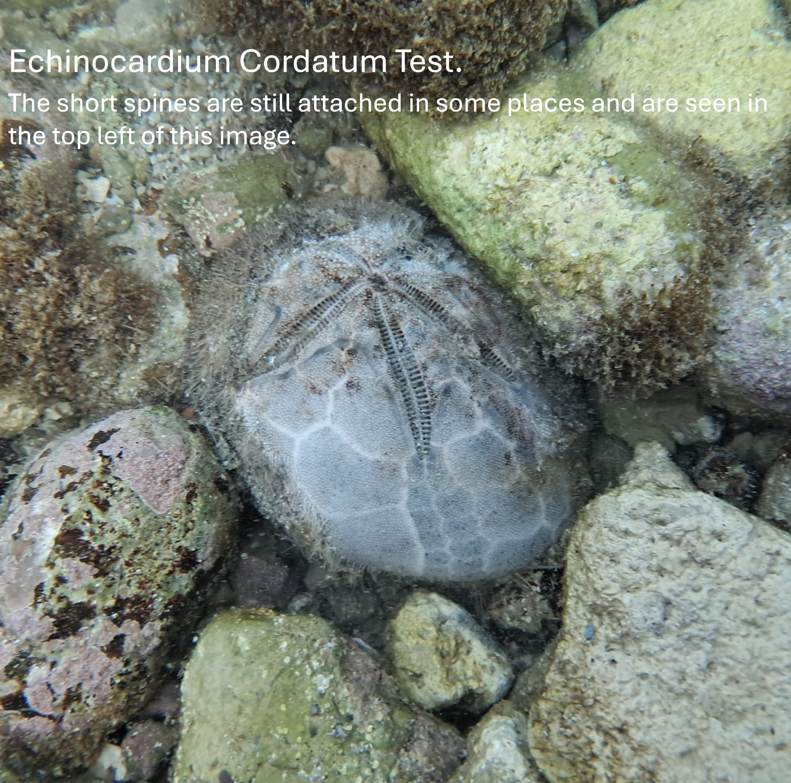 Echinocardium Cordatum with label #2.PNG