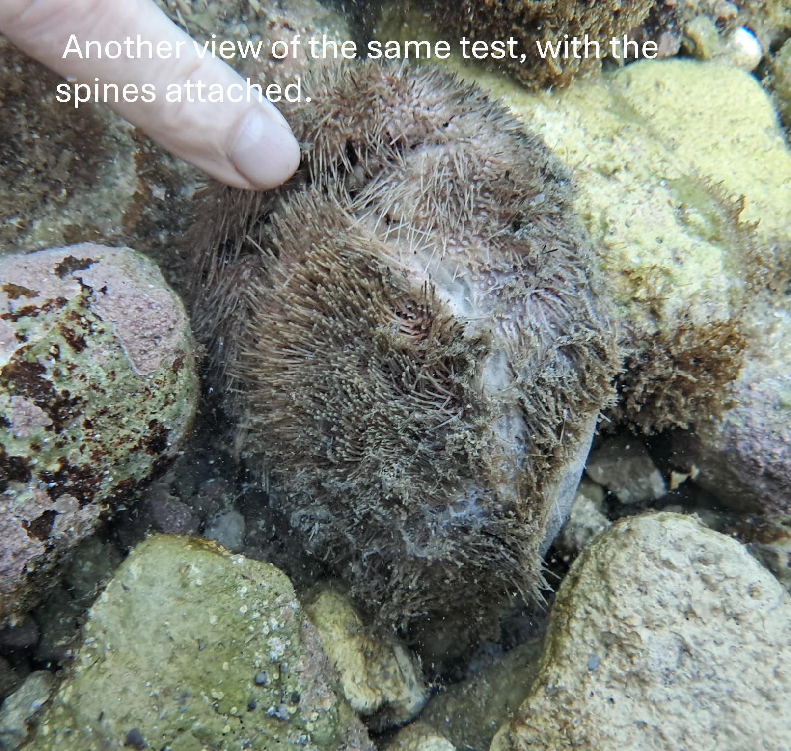 Echinocardium Cordatum with label #3.PNG