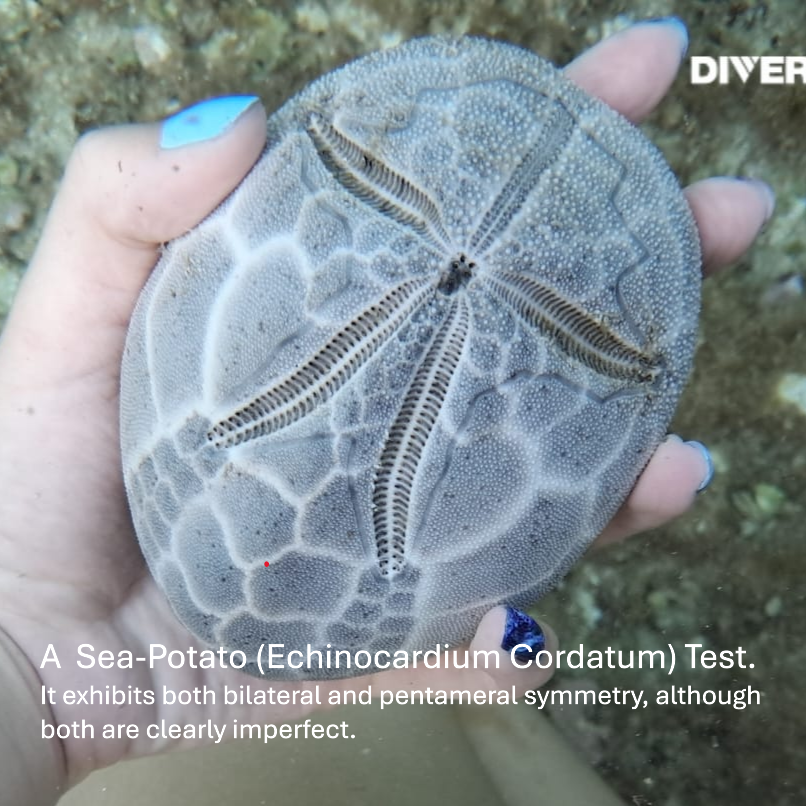 Echinocardium Cordatum with label.PNG