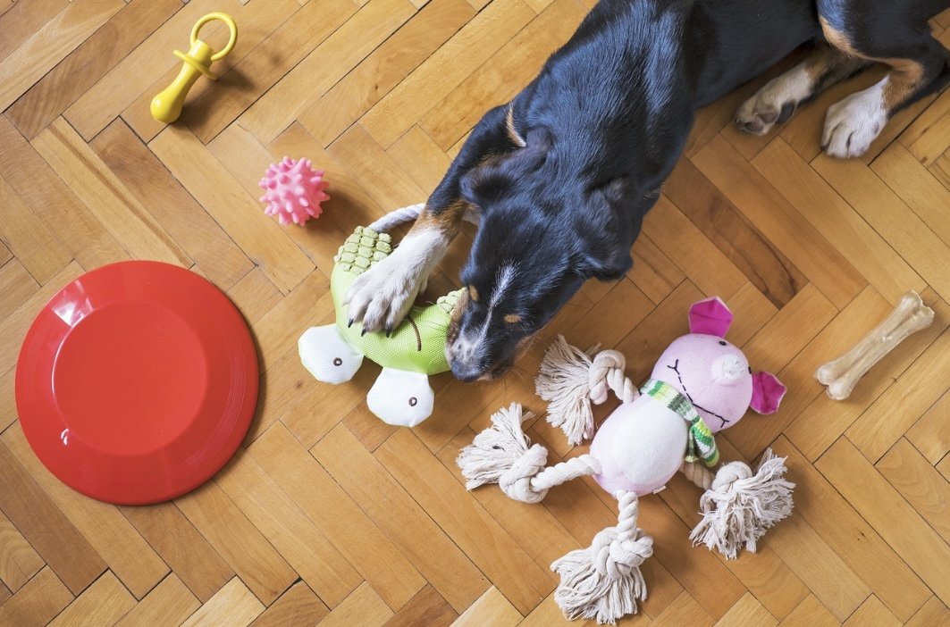 Chien jouant avec des jouets sur un plancher de bois."} यात्री बनू हुँ. पिहला छिन्छा घरा जिवन पल्टाहा क्षल मोभ, "