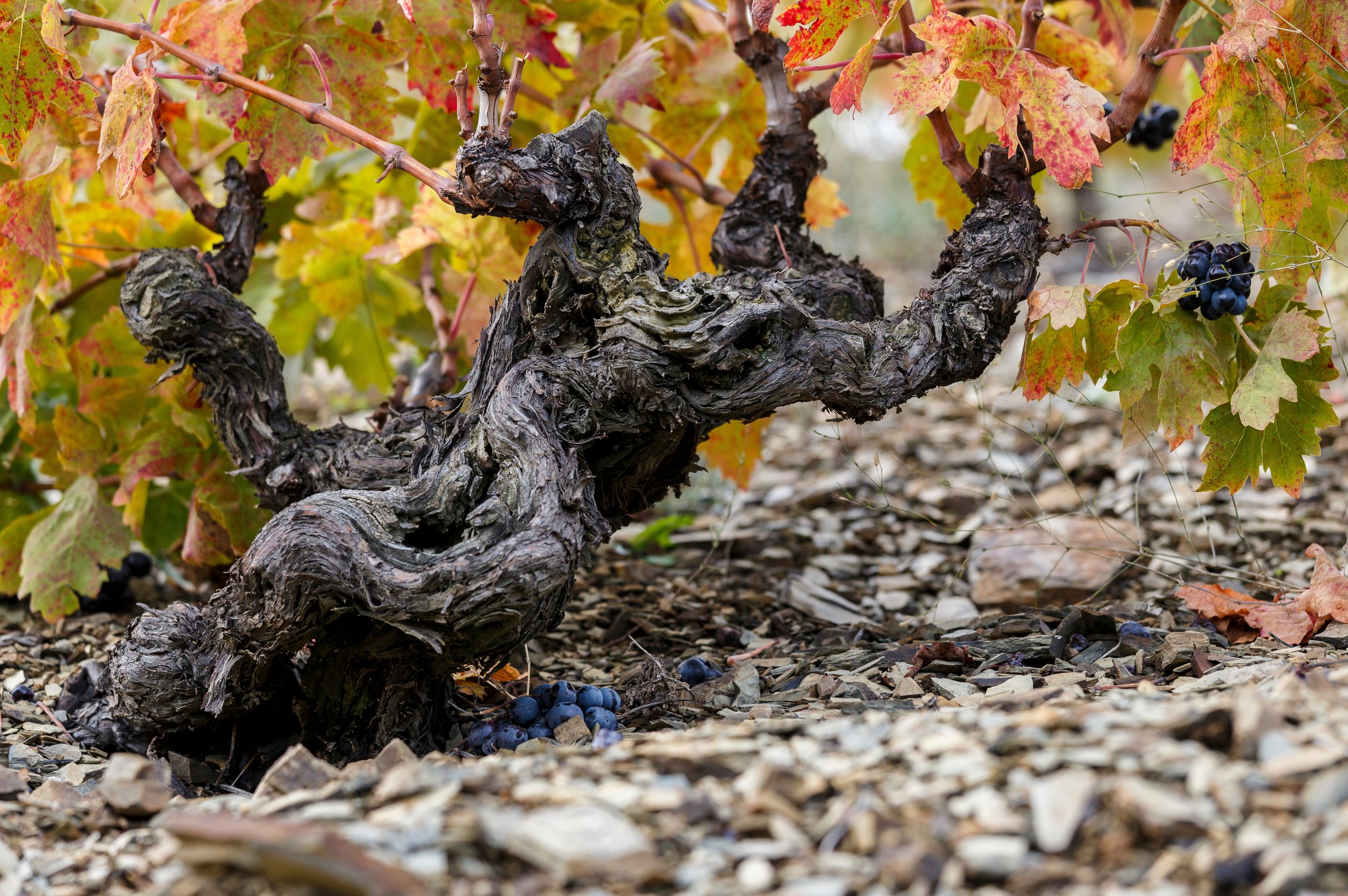 The Old Vine Conference Trade & Media Tasting 2025