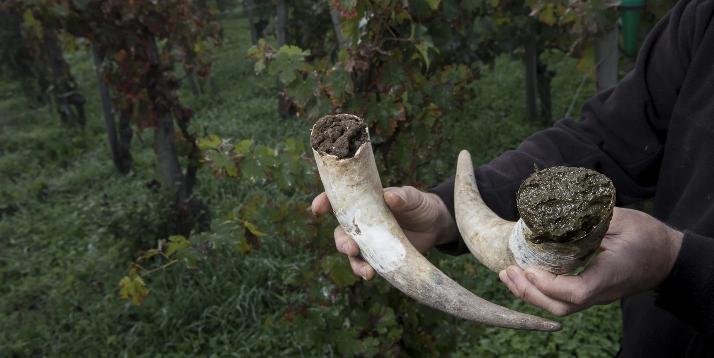 Biodynamics: The Treasure of the Humble
