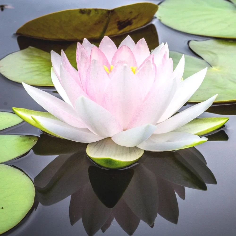Eating Disorder and Body Image Therapist in France