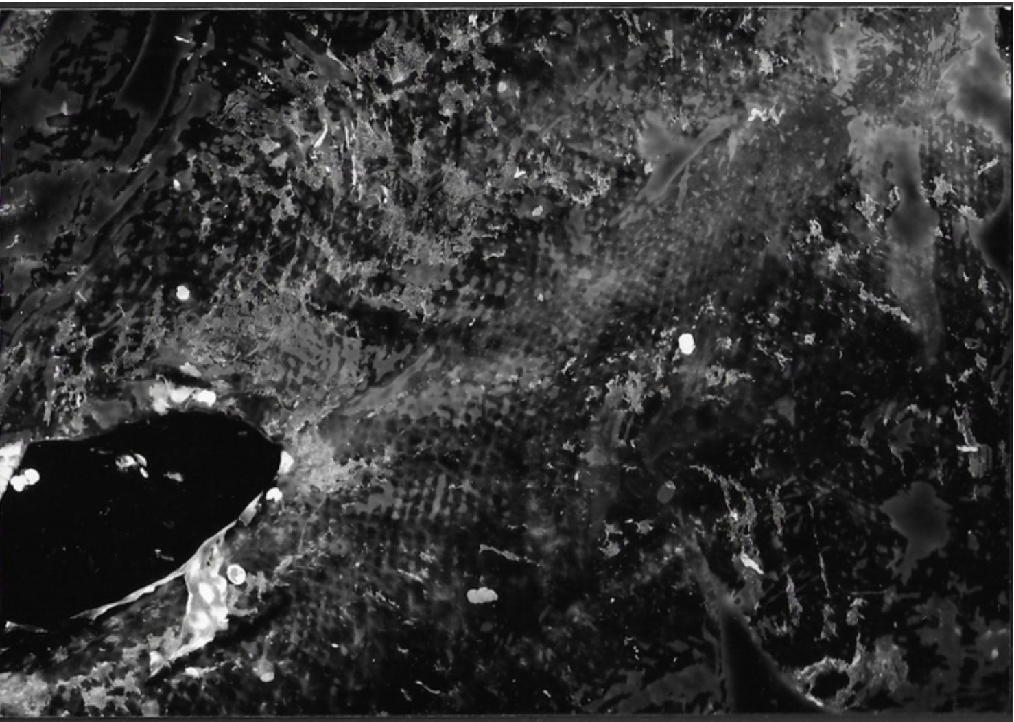 Fish Skin Photogram .png