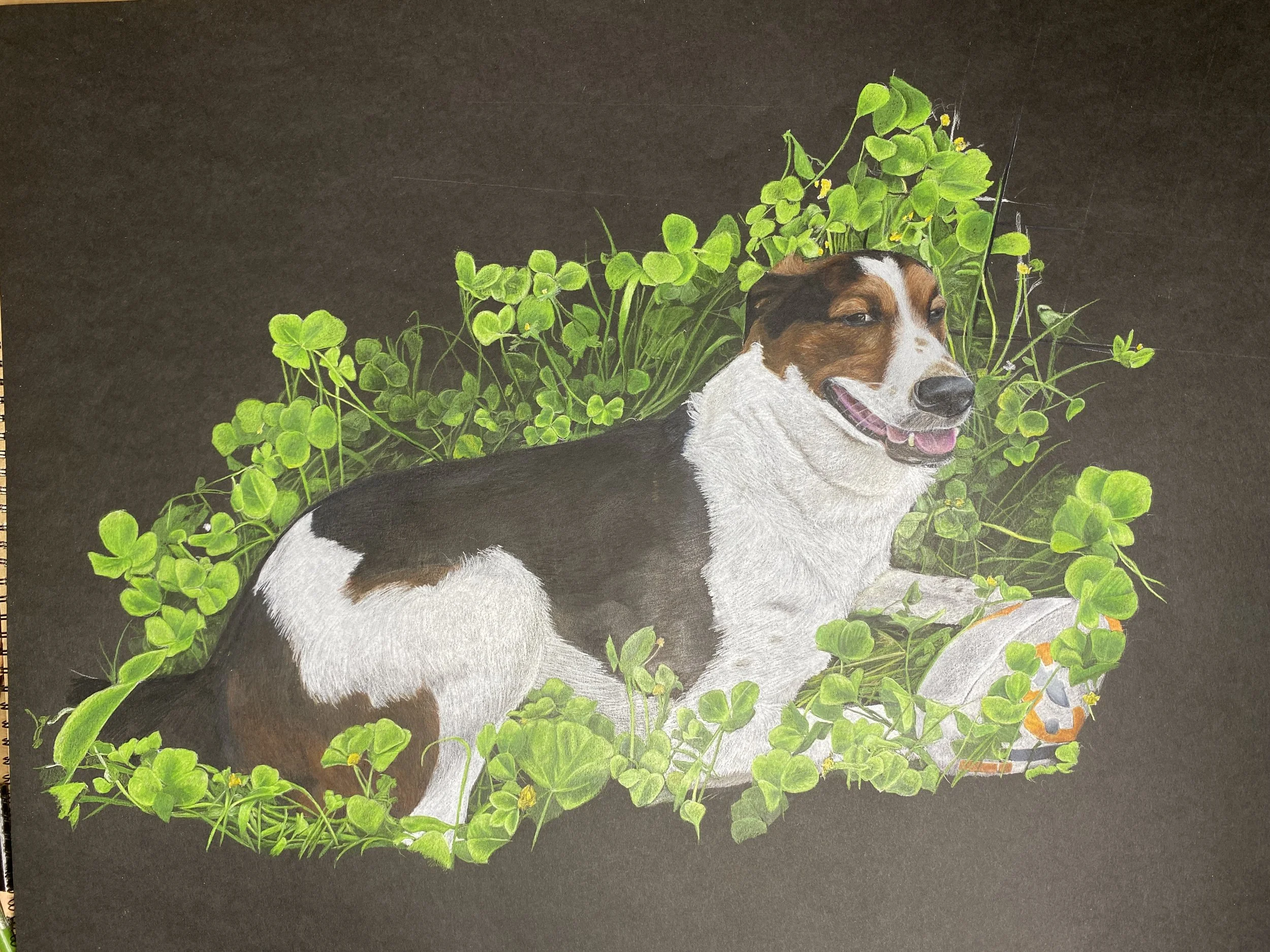 Colored Pencil Portrait of a Dog in a clover field.