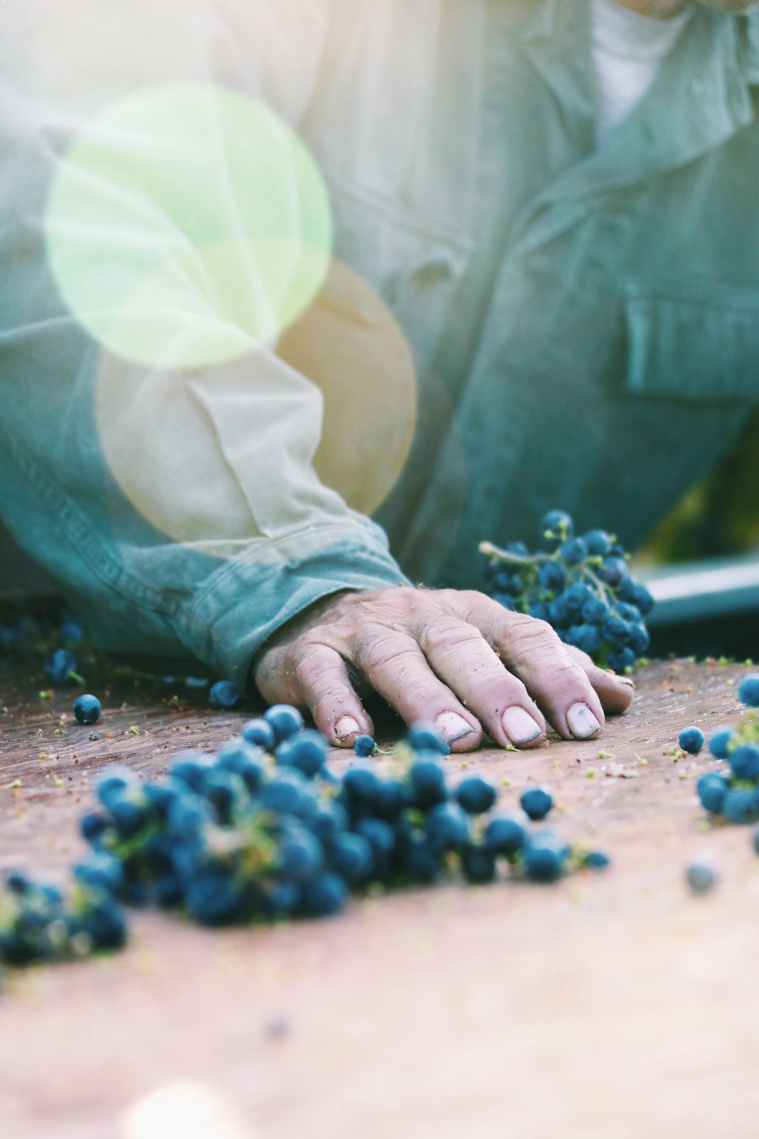 Photographed for Jordan Vineyard & Winery