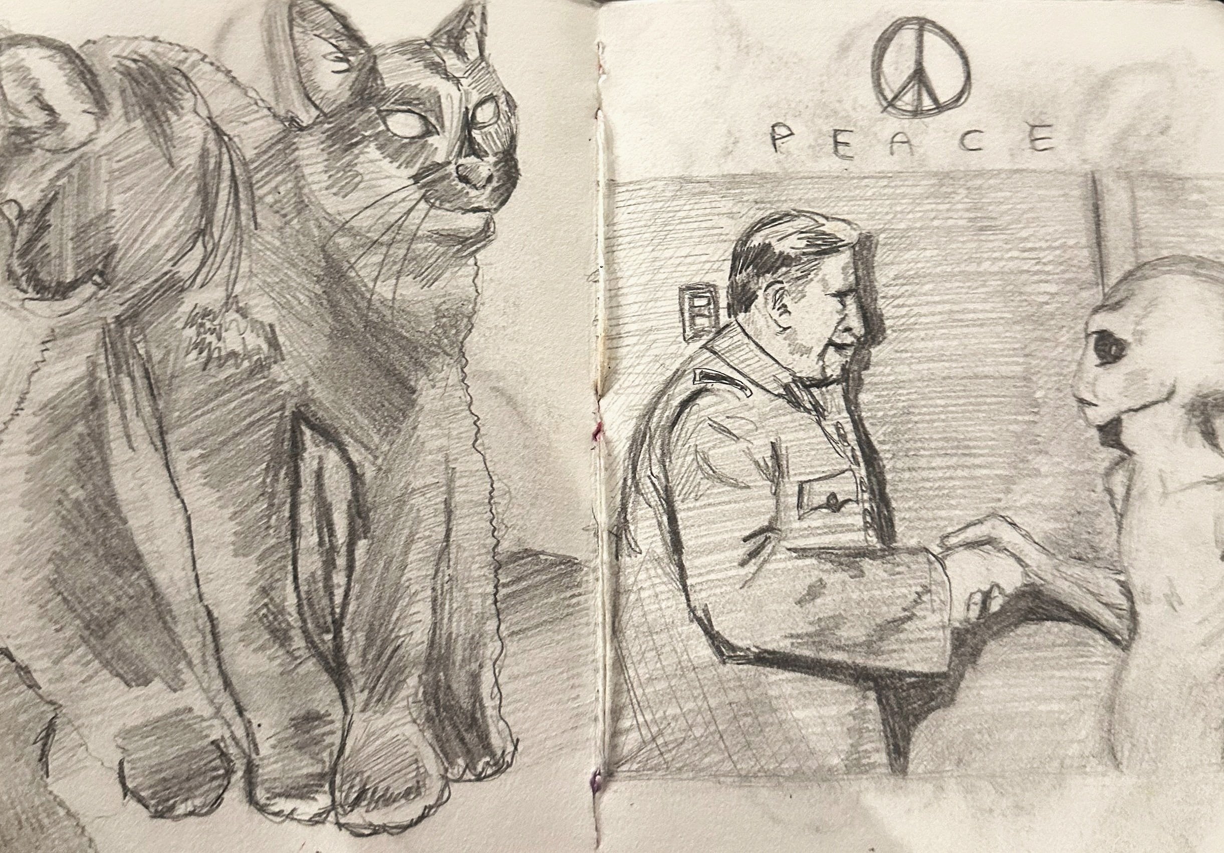 "cat study" and "peace." 2023, graphite pencil