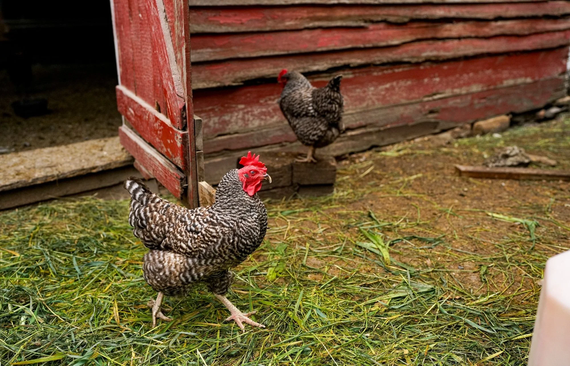 Poultry
