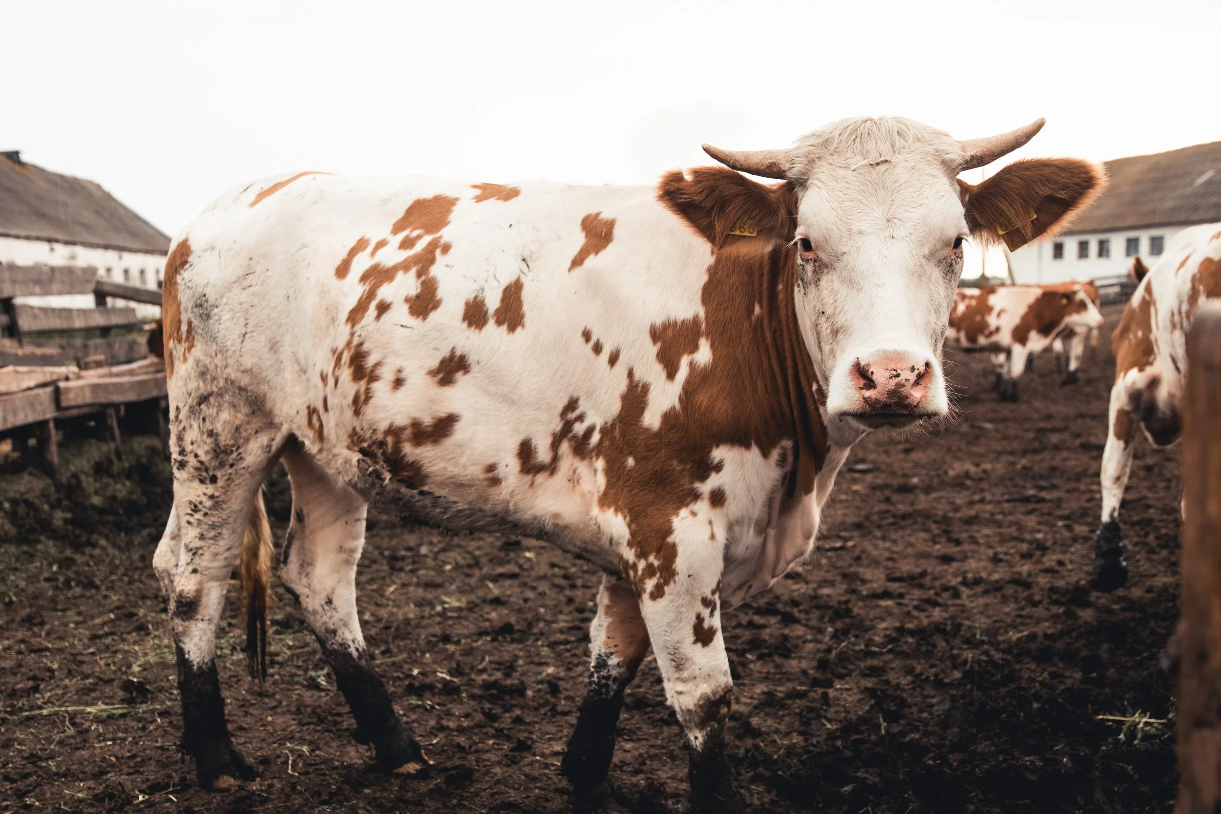 Effects of feeding polyclonal antibody preparations on ruminal bacterial populations and ruminal pH of steers fed high-grain diets