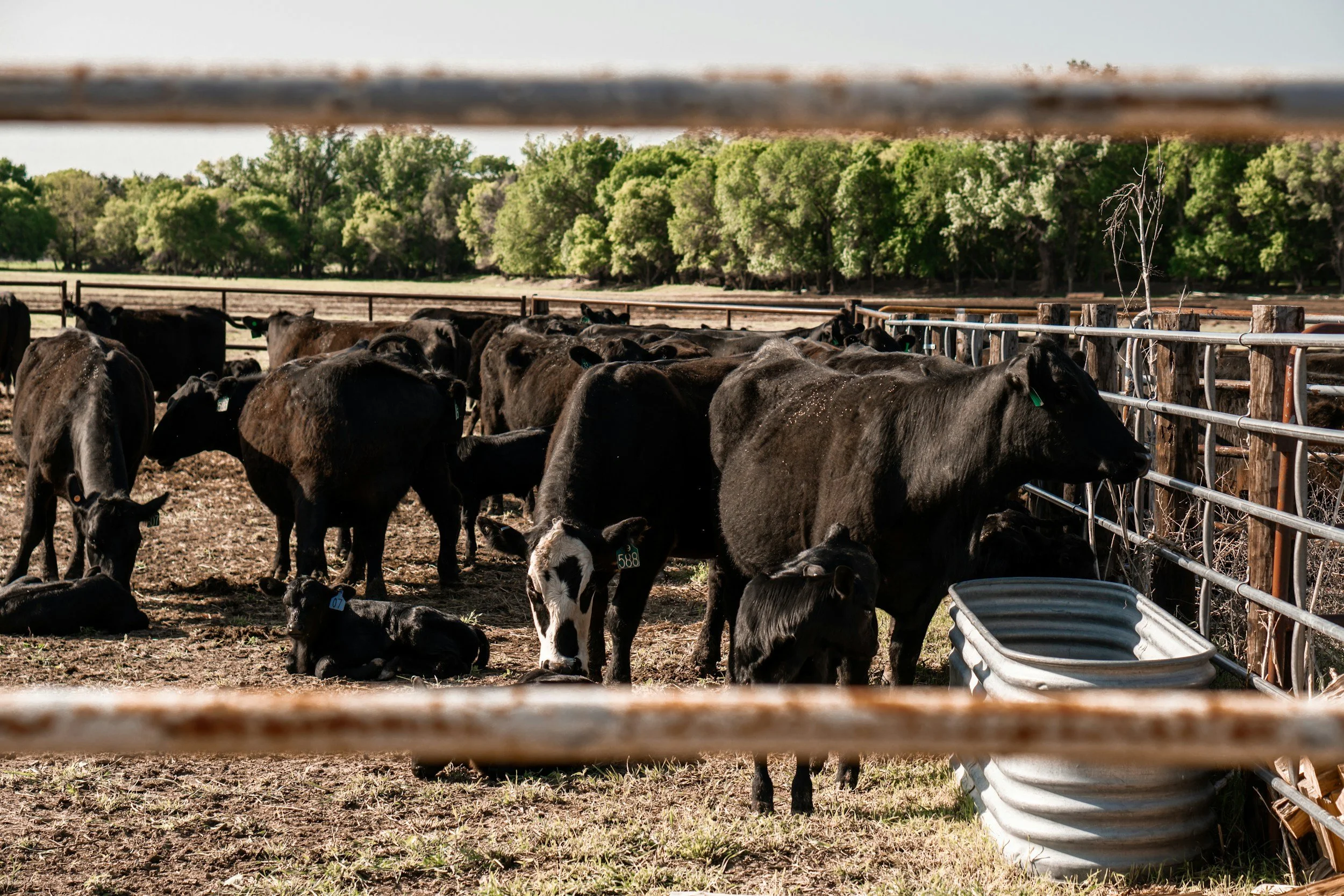 Polyclonal antibody preparations from avian origin as a feed additive to beef cattle: ruminal fermentation during the step-up transition diets