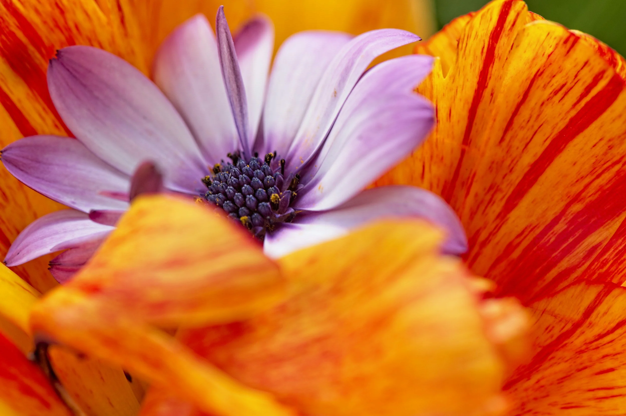 flowers of the island (free edit pack)