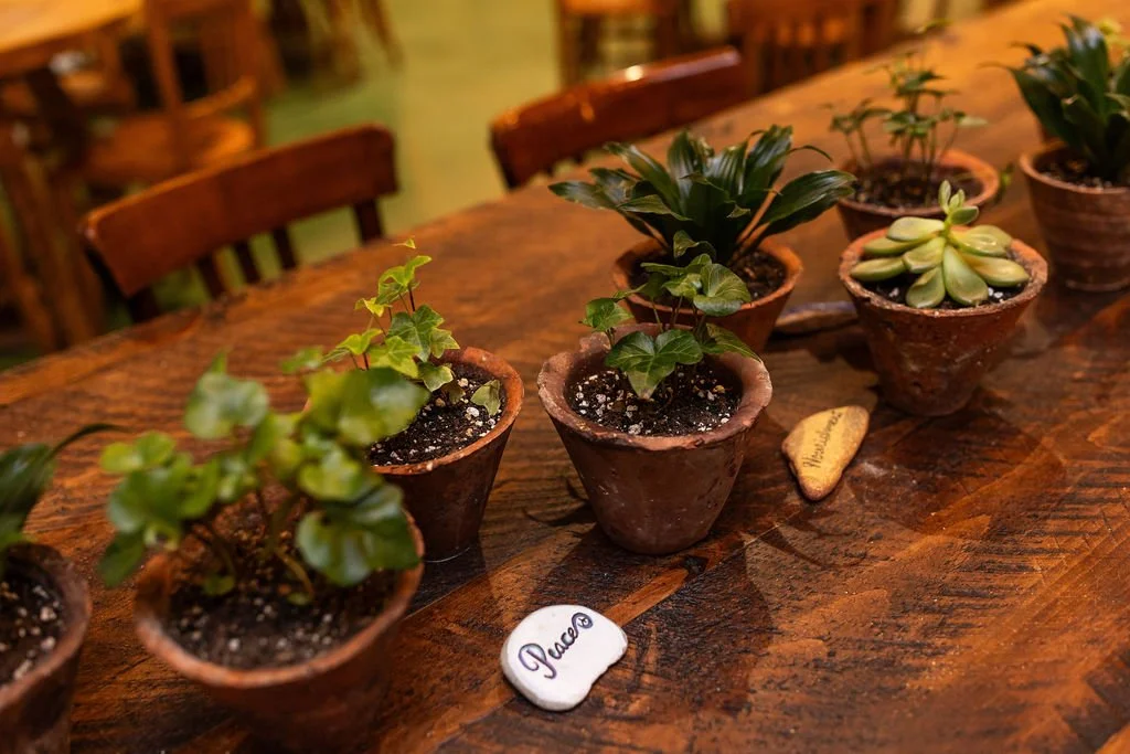 Several potted plants on a wooden table, including succulents and ivy, with a small stone labeled "Paz" in front.