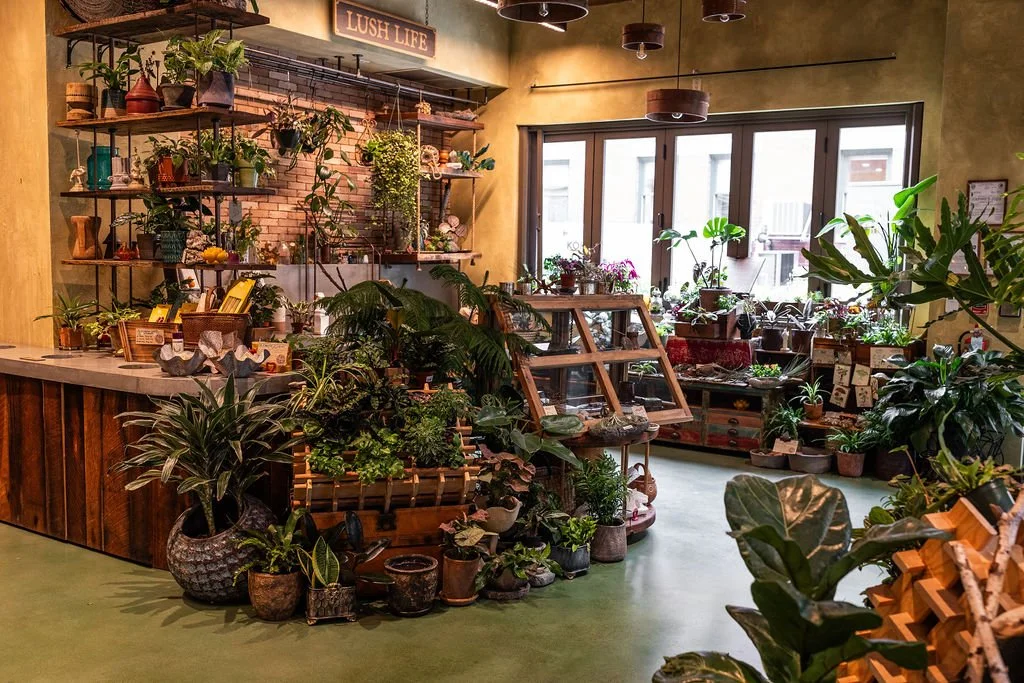 Indoor plant shop with shelves filled with various potted plants, a large window with sunlight, and wooden display stands.
