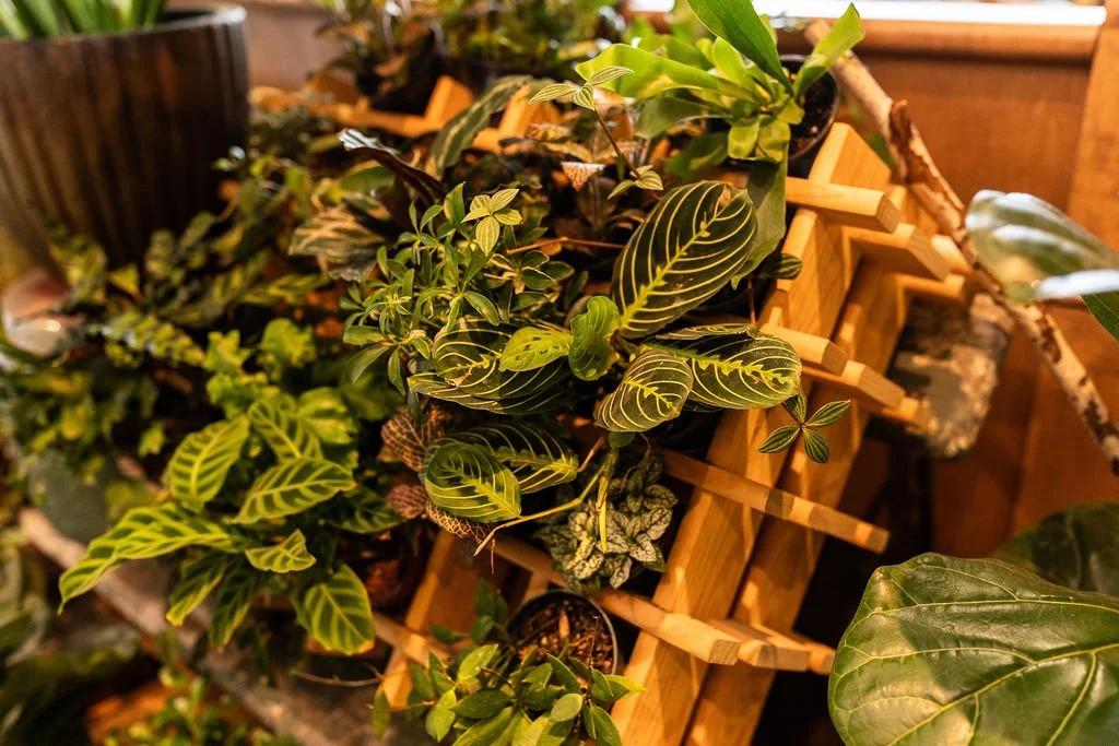 Indoor collection of various green plants with patterned leaves on a wooden stand.