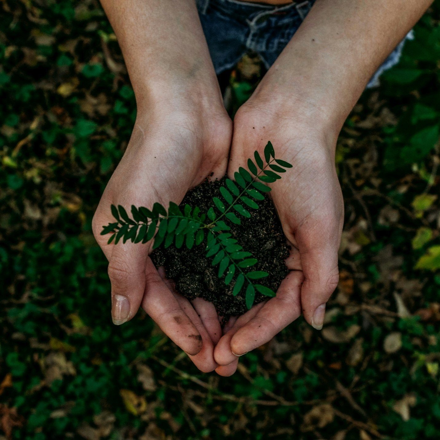 Seed Of Intention Mentorship Path