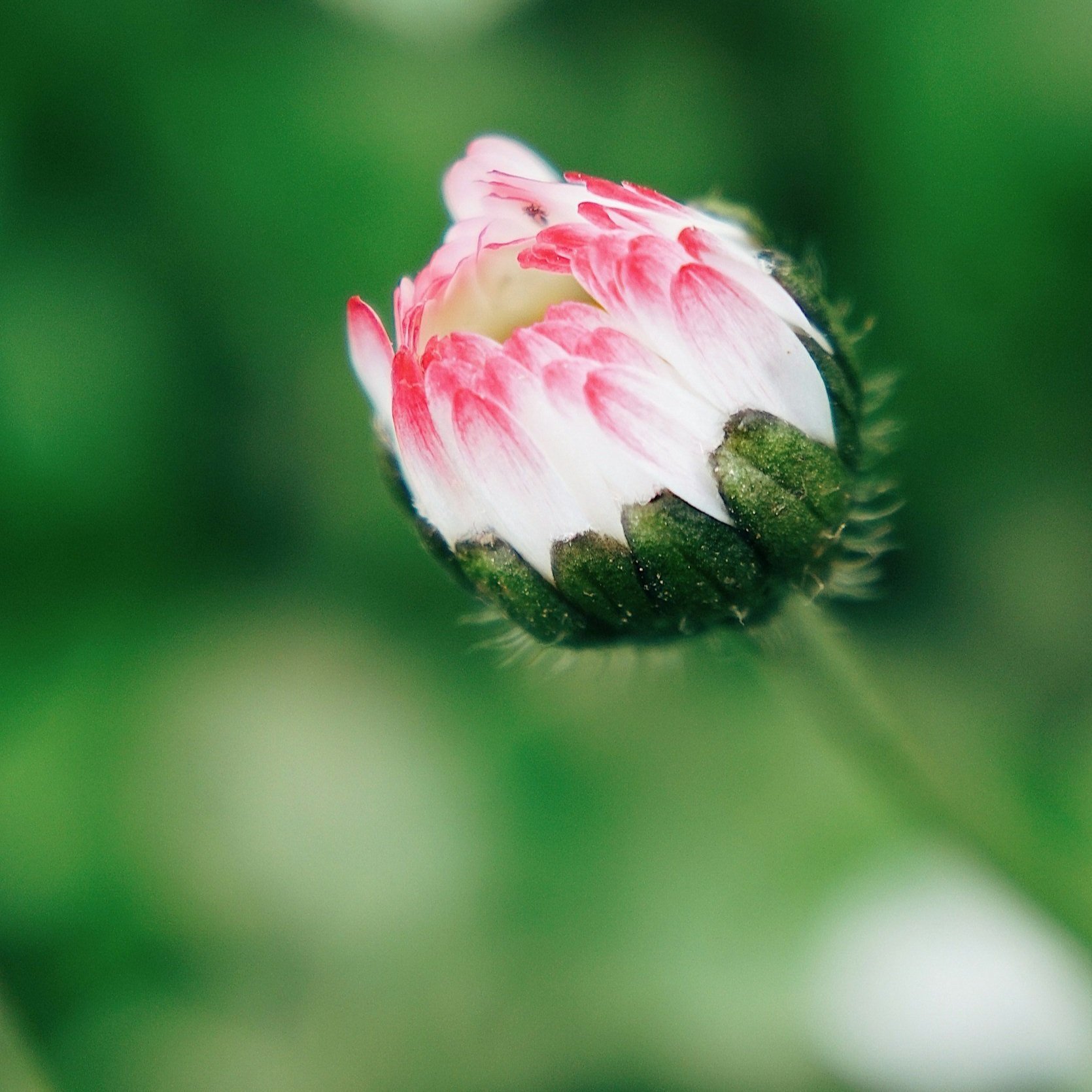Blooming Wisdom Mentorship Path