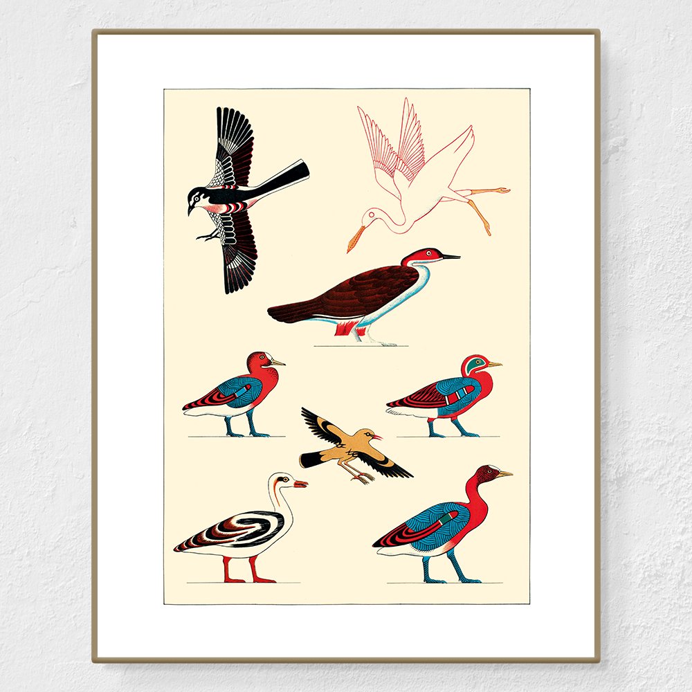 Oiseaux 2 - Affiche Jean-François Champollion