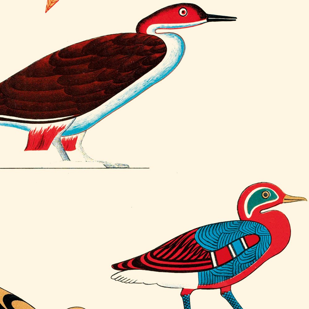 CHAMPOLLION_oiseaux2_MIN2.jpg