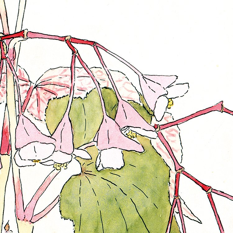 OVERBECK_beef_begonia_MIN2.jpg