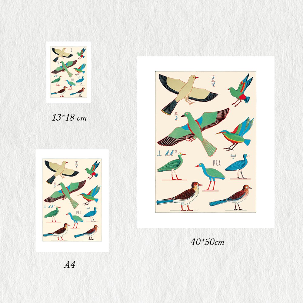 CHAMPOLLION_oiseaux1_MIN3.jpg