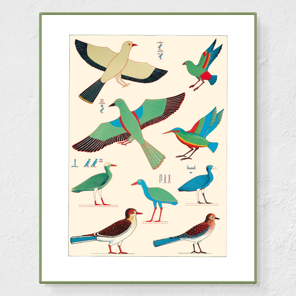 Oiseaux 1 - Affiche Jean-François Champollion