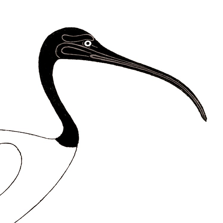 DUBOIS_ibis_MIN2.jpg