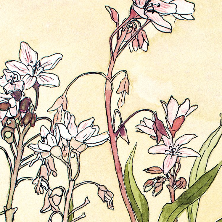 OVERBECK_spring_beauty_MIN2.jpg